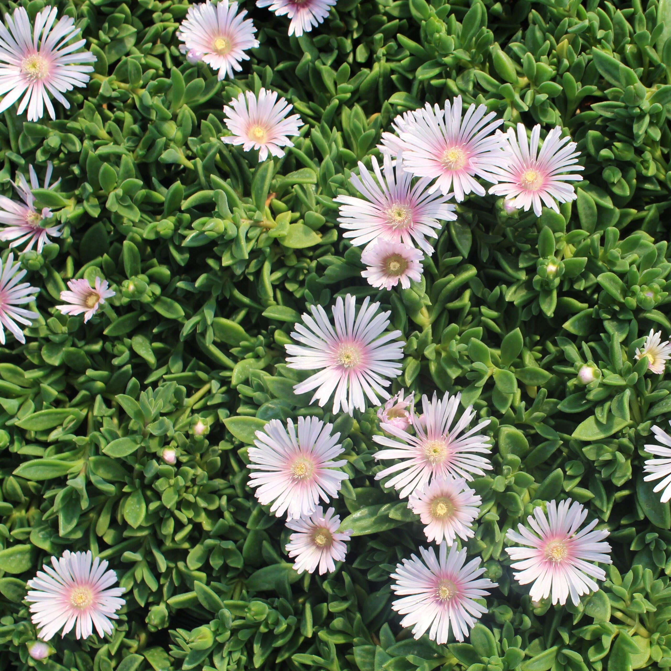 Delosperma 'Lavender Ice' - Ice Plant 'PSfave' (3.5" Pot) - Image 4