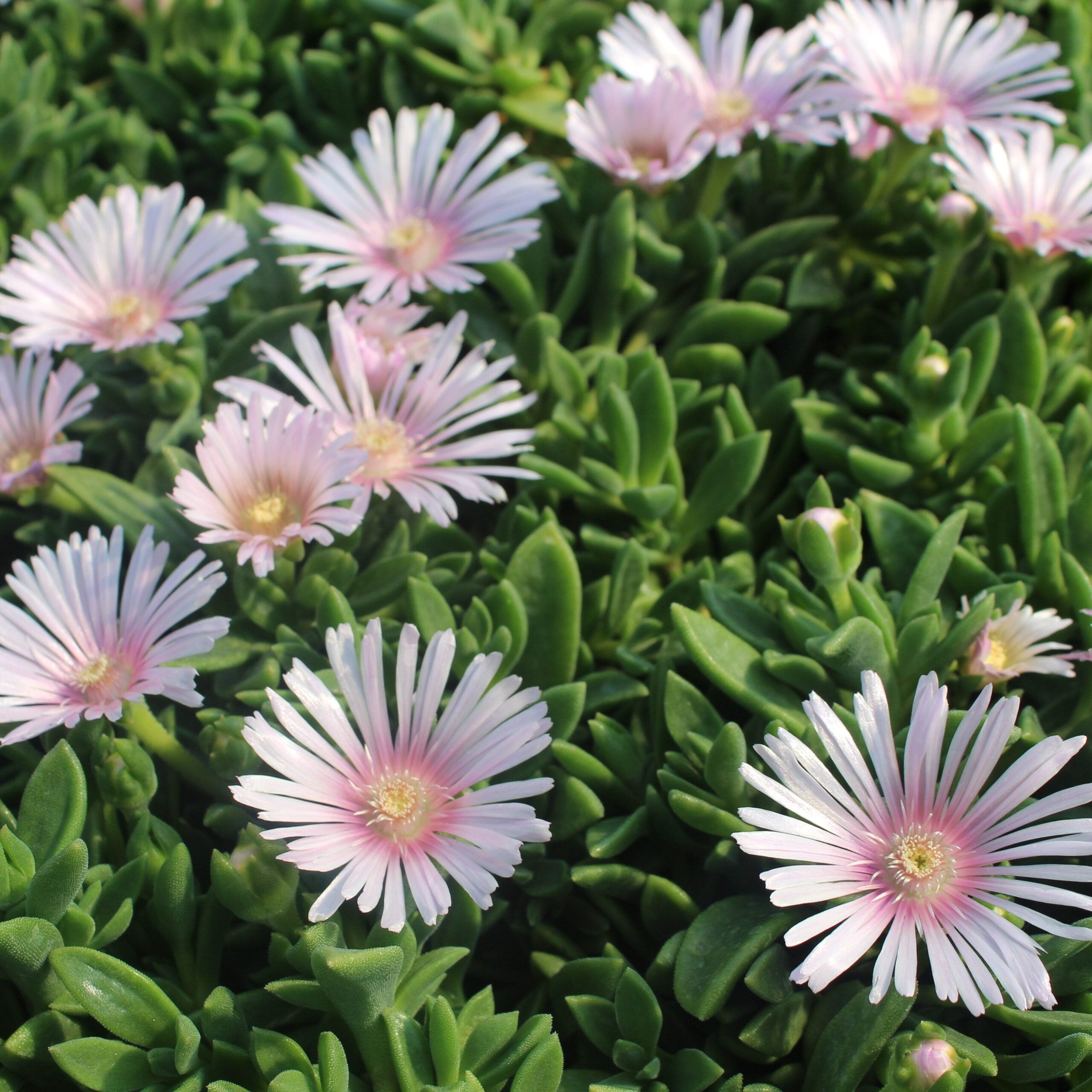Delosperma 'Lavender Ice' - Ice Plant 'PSfave' (3.5" Pot) - Image 3