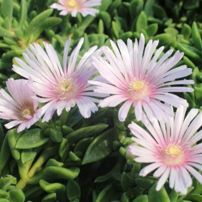 Delosperma 'Lavender Ice' - Ice Plant 'PSfave' (3.5" Pot)