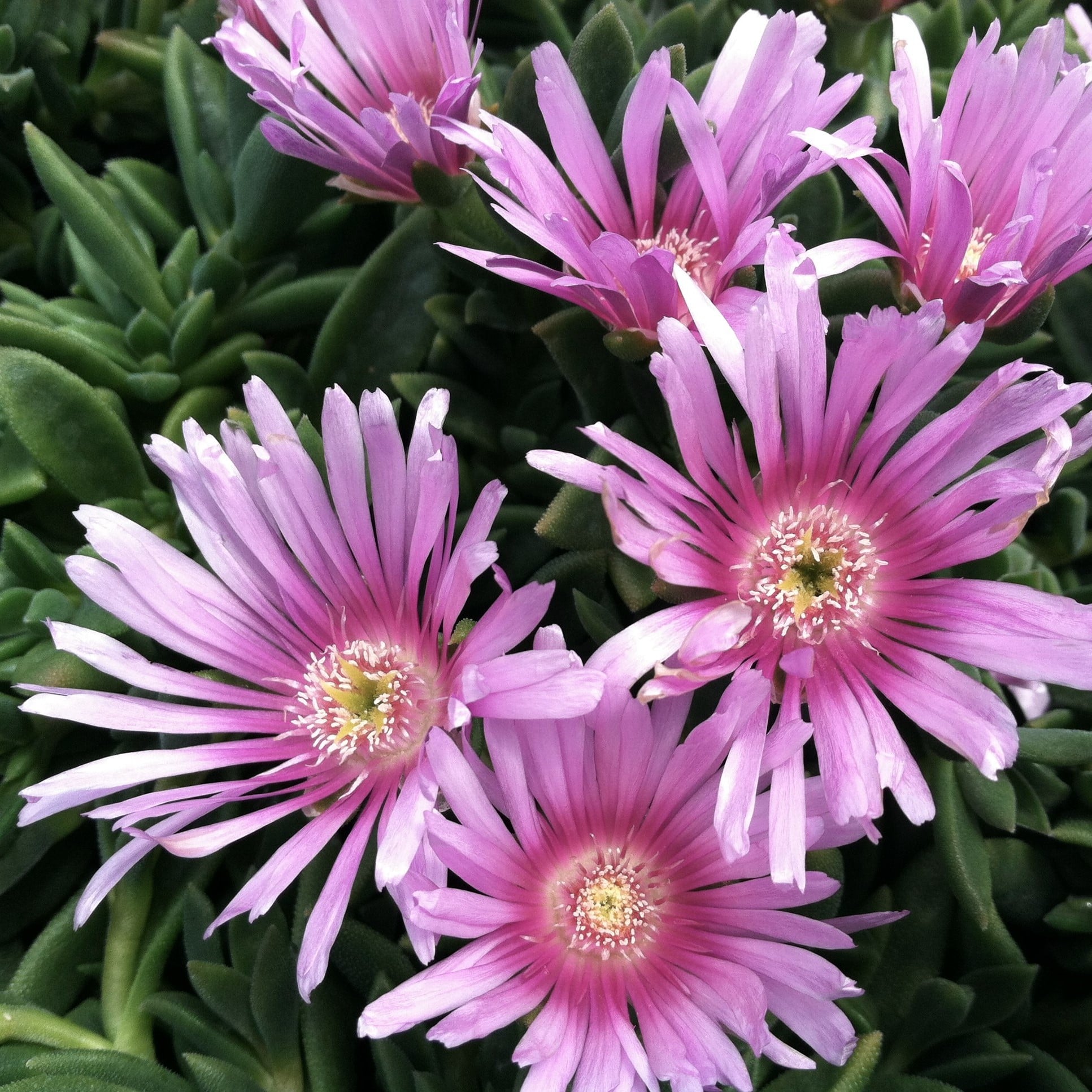Delosperma 'Lavender Ice' - Ice Plant 'PSfave' (3.5" Pot) - Image 2