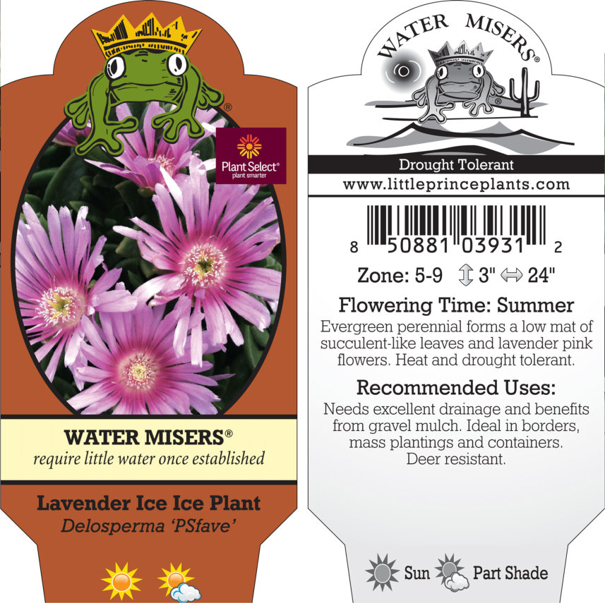 Delosperma 'Lavender Ice' - Ice Plant 'PSfave' (3.5" Pot) - Image 8