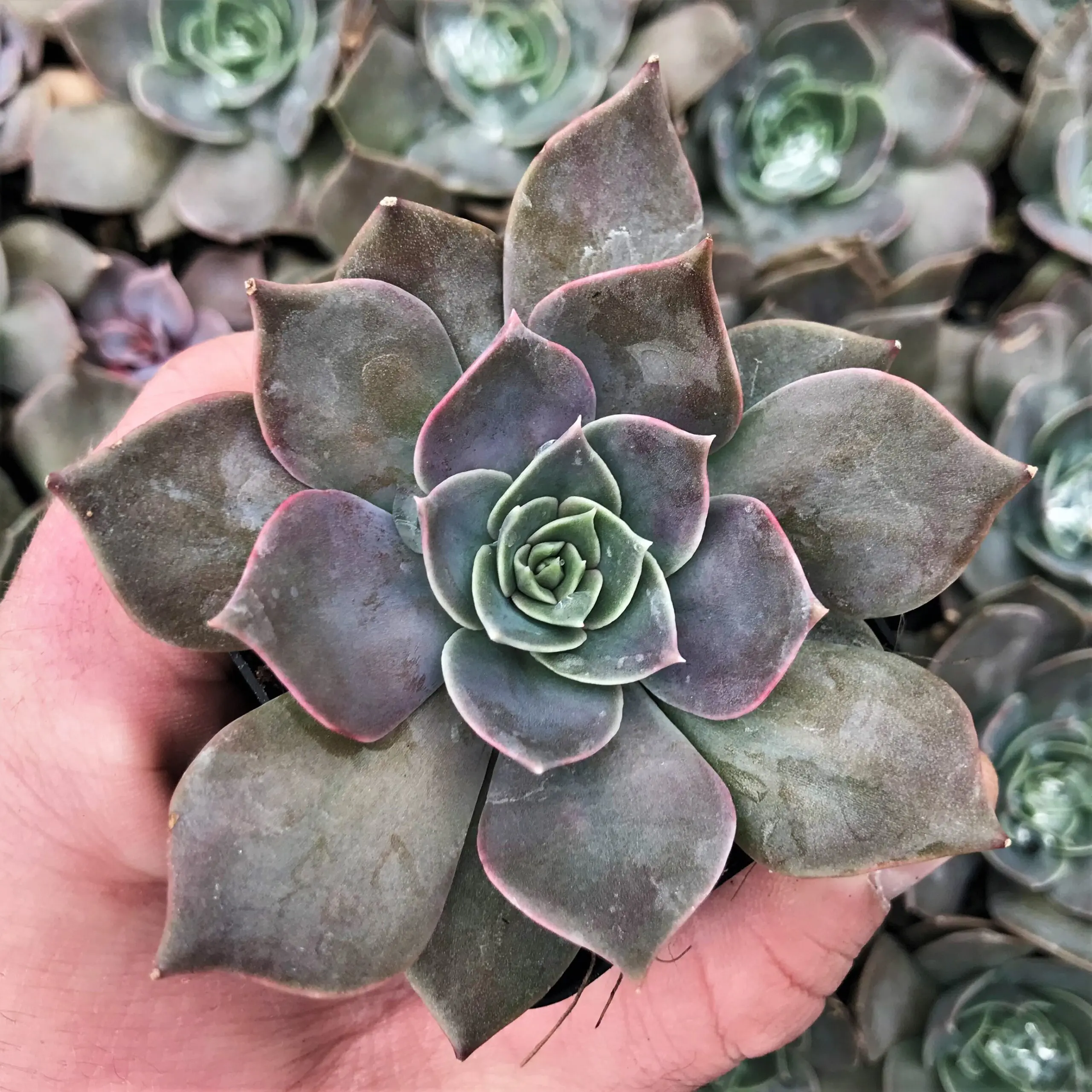 Echeveria 'Rejoice' (2