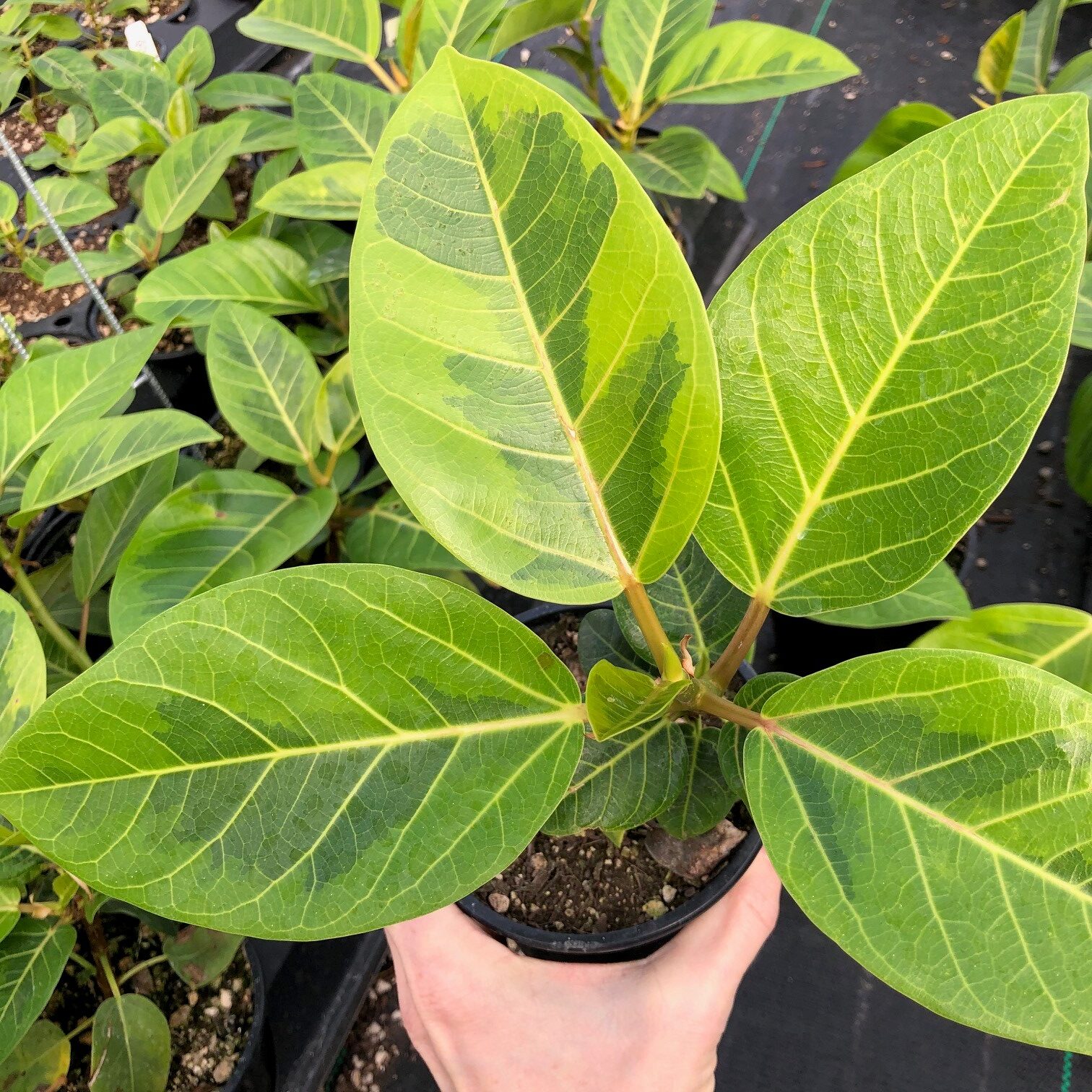 indoor ficus plant Ficus Audrey – The Old Yew Plant Shop main image 1