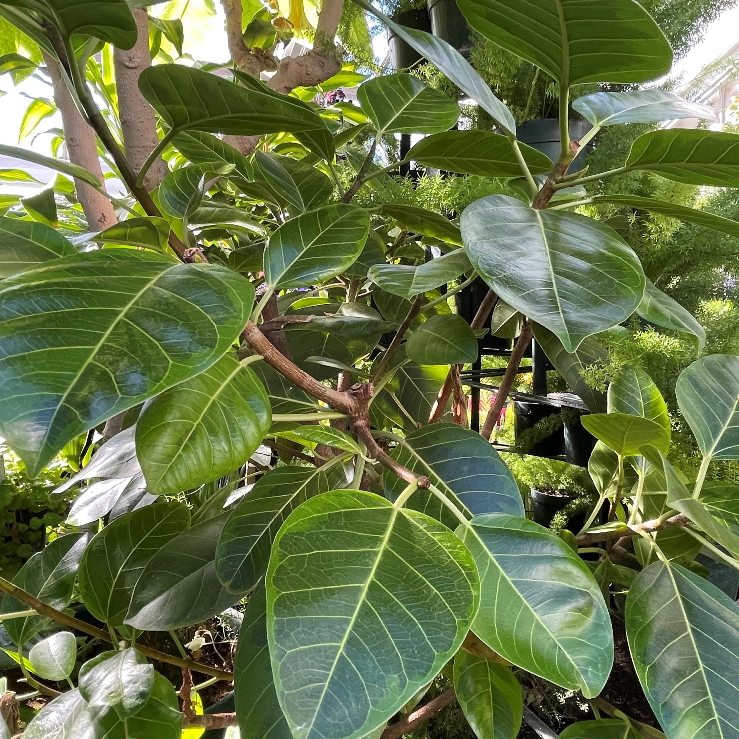 Ficus altissima 'Yellow Gem' - Variegated Rubber Tree (4.5" Pot) | Little  Prince of Oregon Nursery