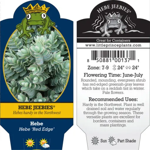 Hebe 'Red Edge' (4.5" Pot) | Little Prince of Oregon Nursery