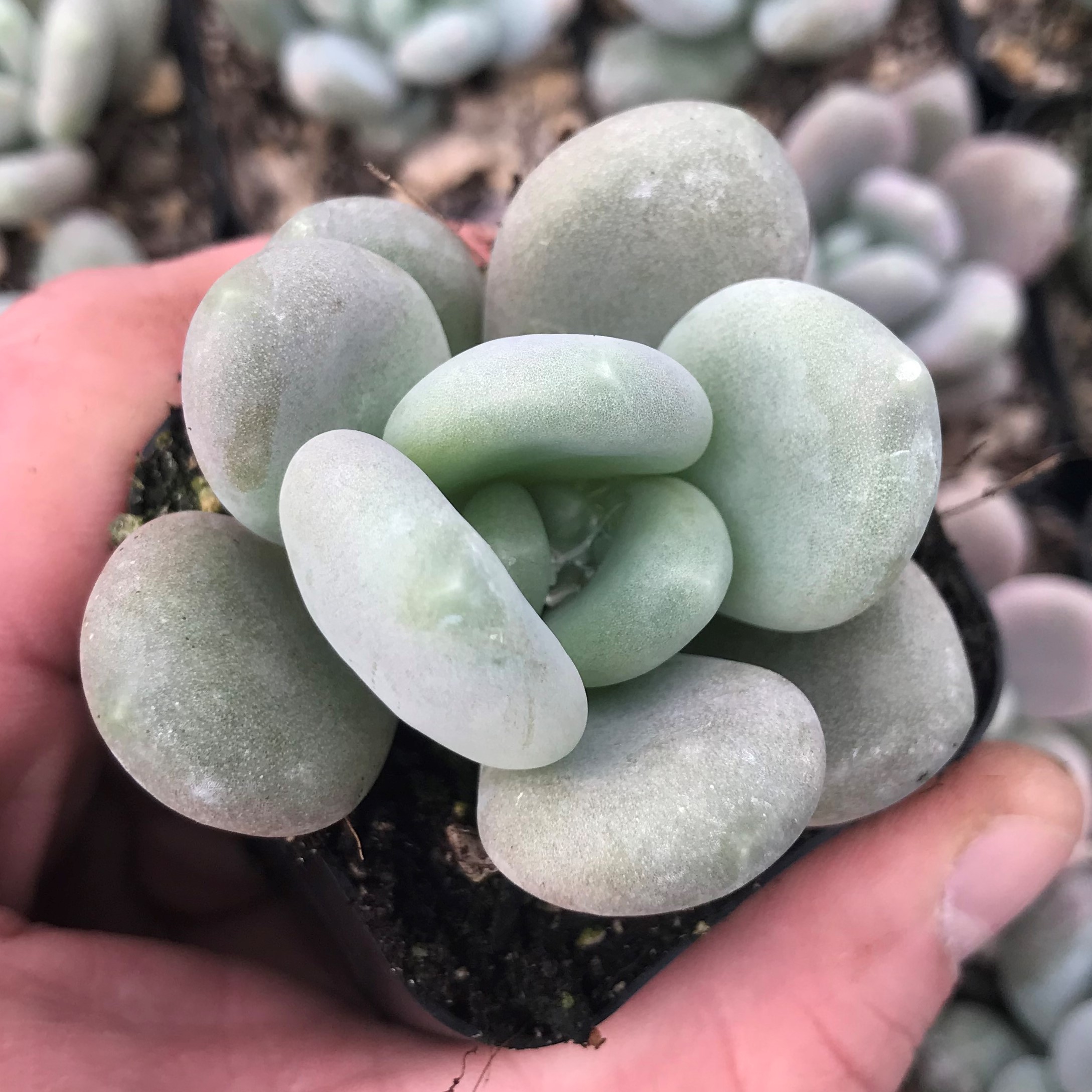 Pachyphytum 'Blue Haze' - Blue Pearls Succulent (2" Pot)