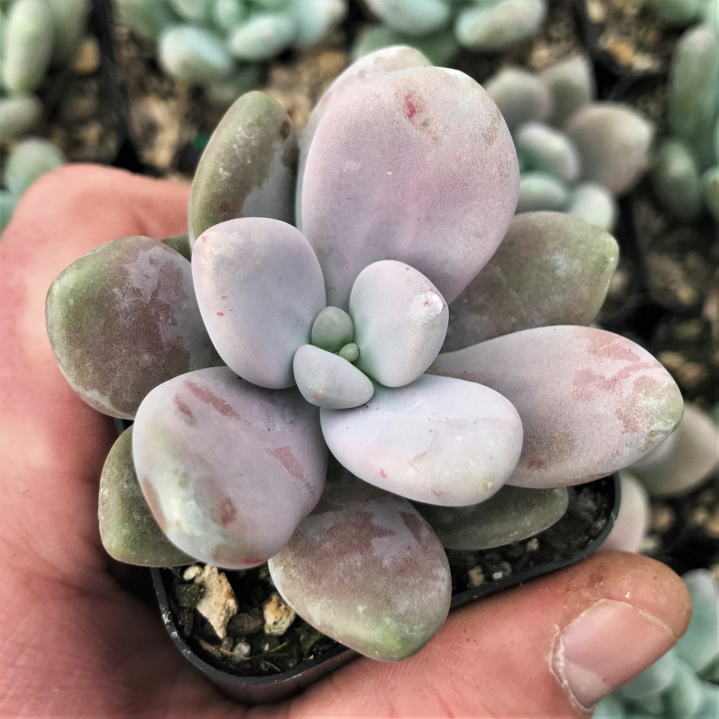 Pachyphytum 'Blue Haze' - Blue Pearls Succulent (2" Pot) - Image 2