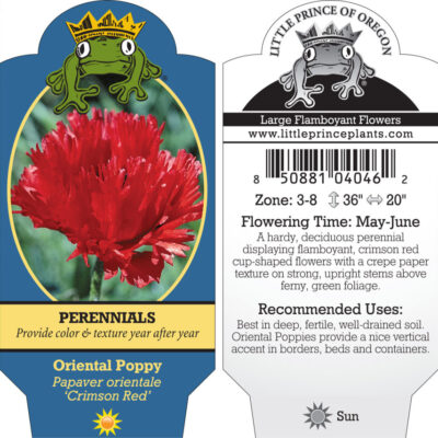 Papaver orientale 'Crimson Red' - Oriental Poppy (4" Pot)