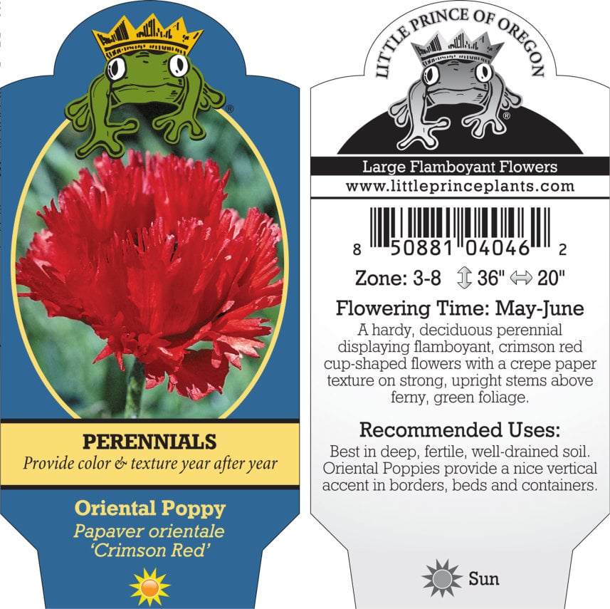 Papaver orientale 'Crimson Red' - Oriental Poppy (4" Pot)