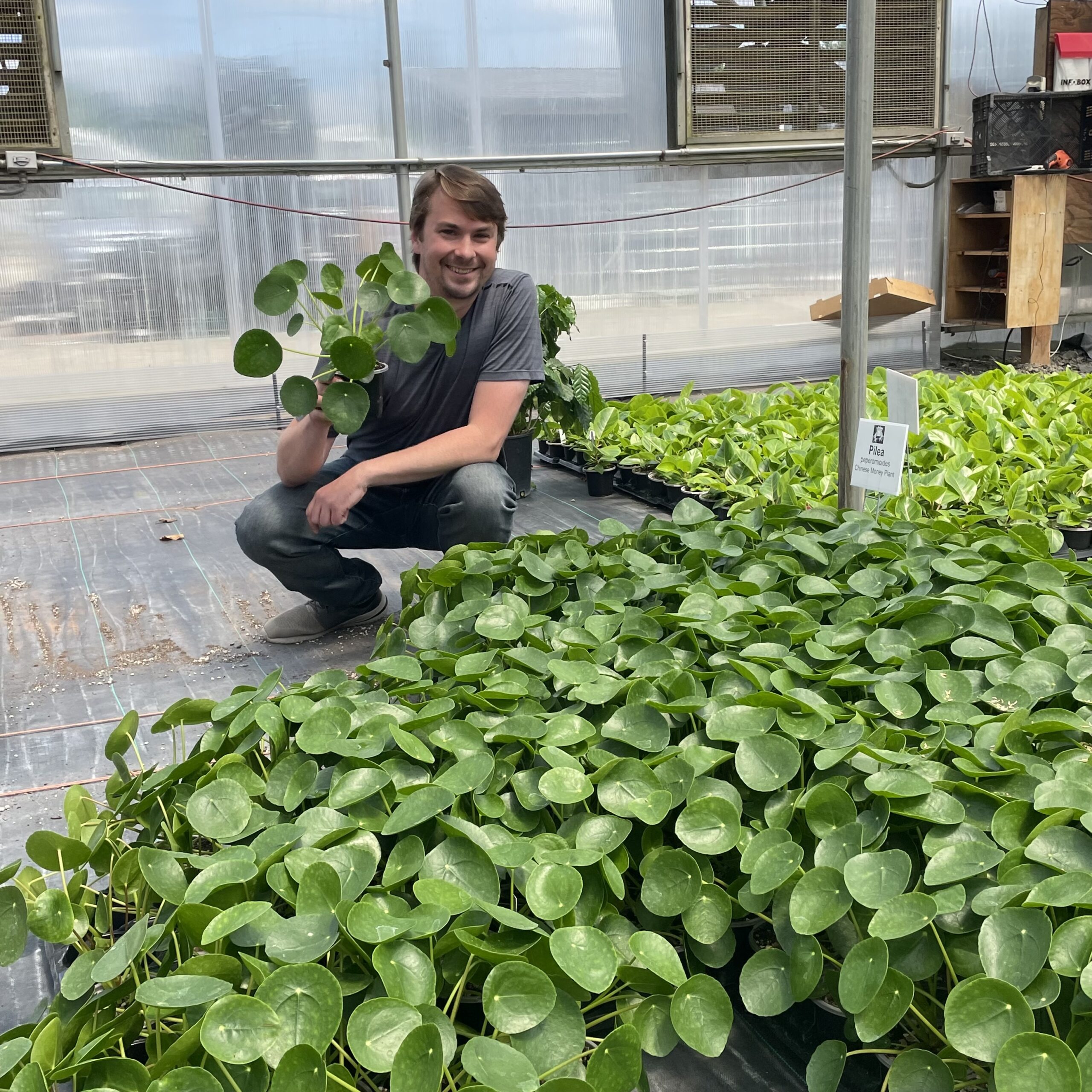 Pilea peperomioides - Chinese Money Plant (4.5" Pot) | Little Prince of  Oregon Nursery
