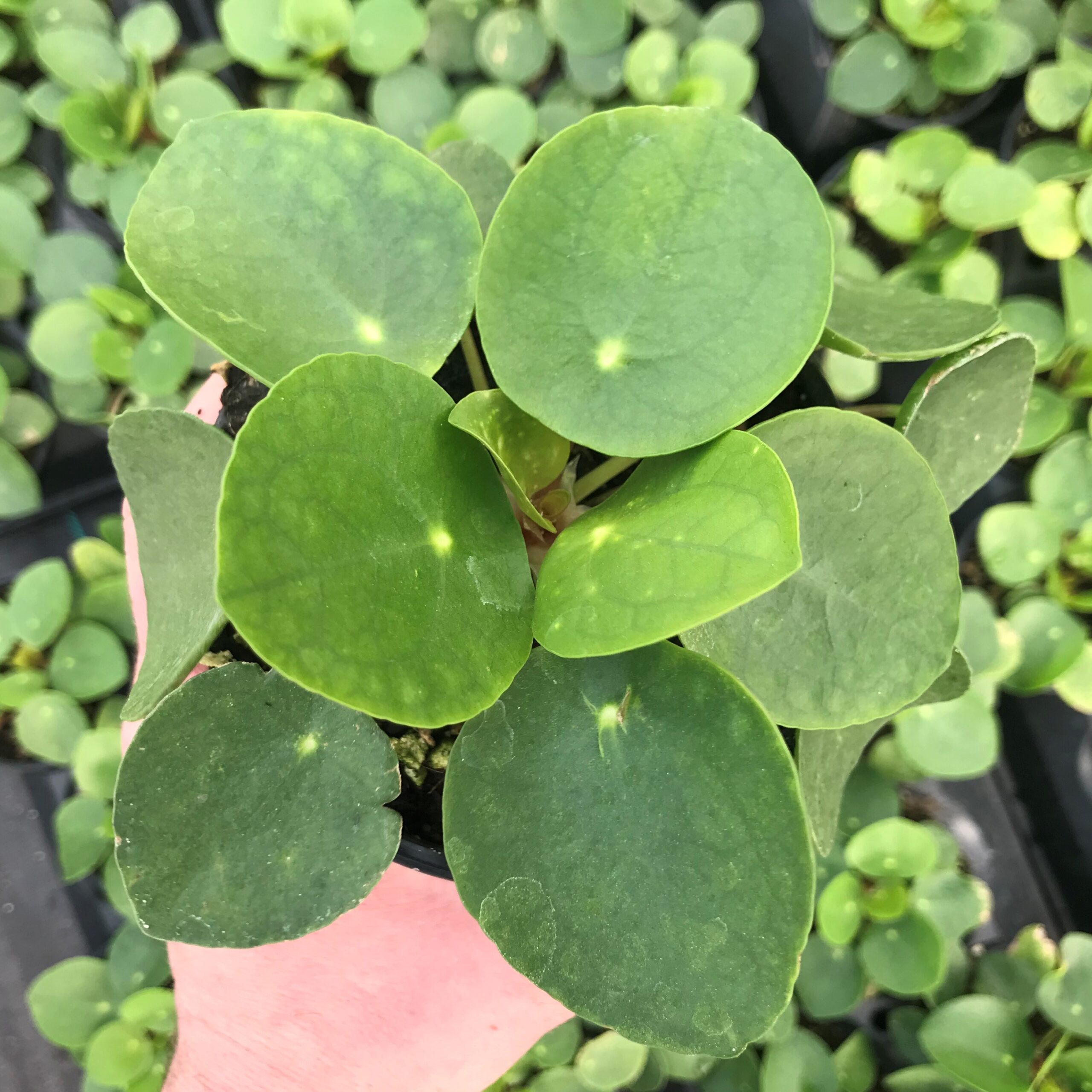 Pilea peperomioides - Chinese Money Plant (4.5" Pot) | Little Prince of  Oregon Nursery