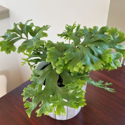 Polypodium fallax - Crested Fern (4.5" Pot)