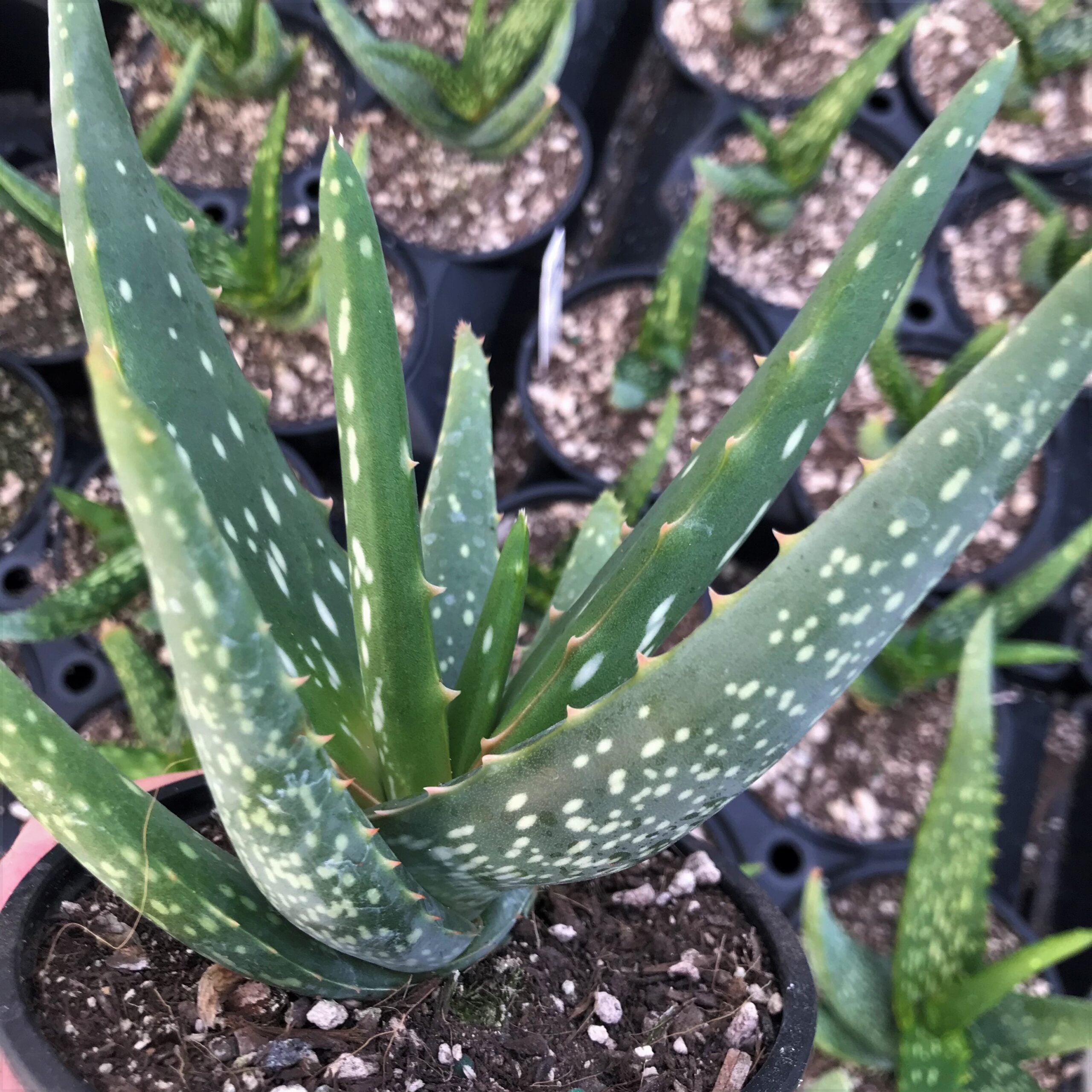 Aloe cameronii - Red Aloe (4.5" Pot) | Little Prince of Oregon Nursery