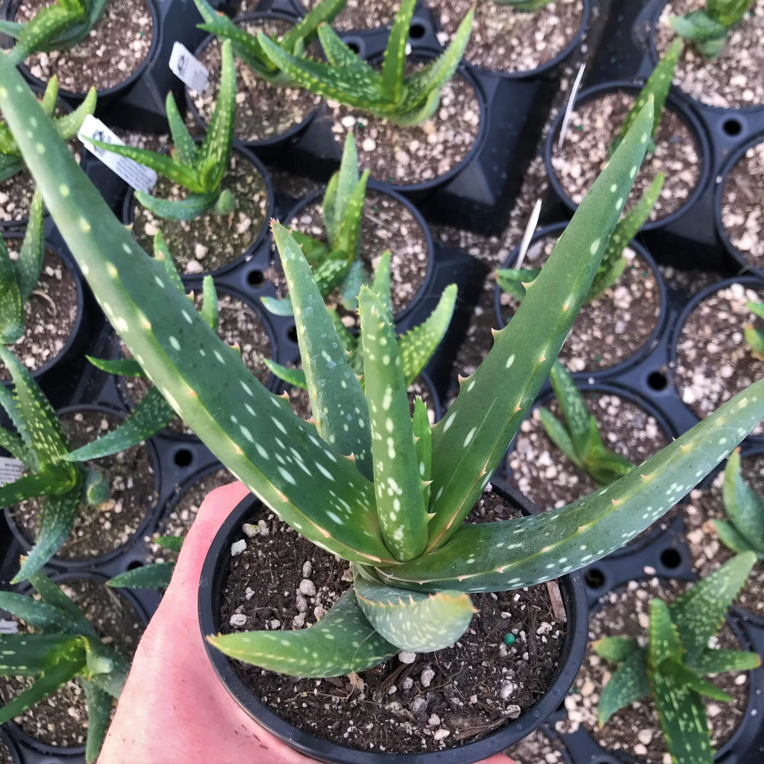 Aloe cameronii - Red Aloe (4.5" Pot) | Little Prince of Oregon Nursery