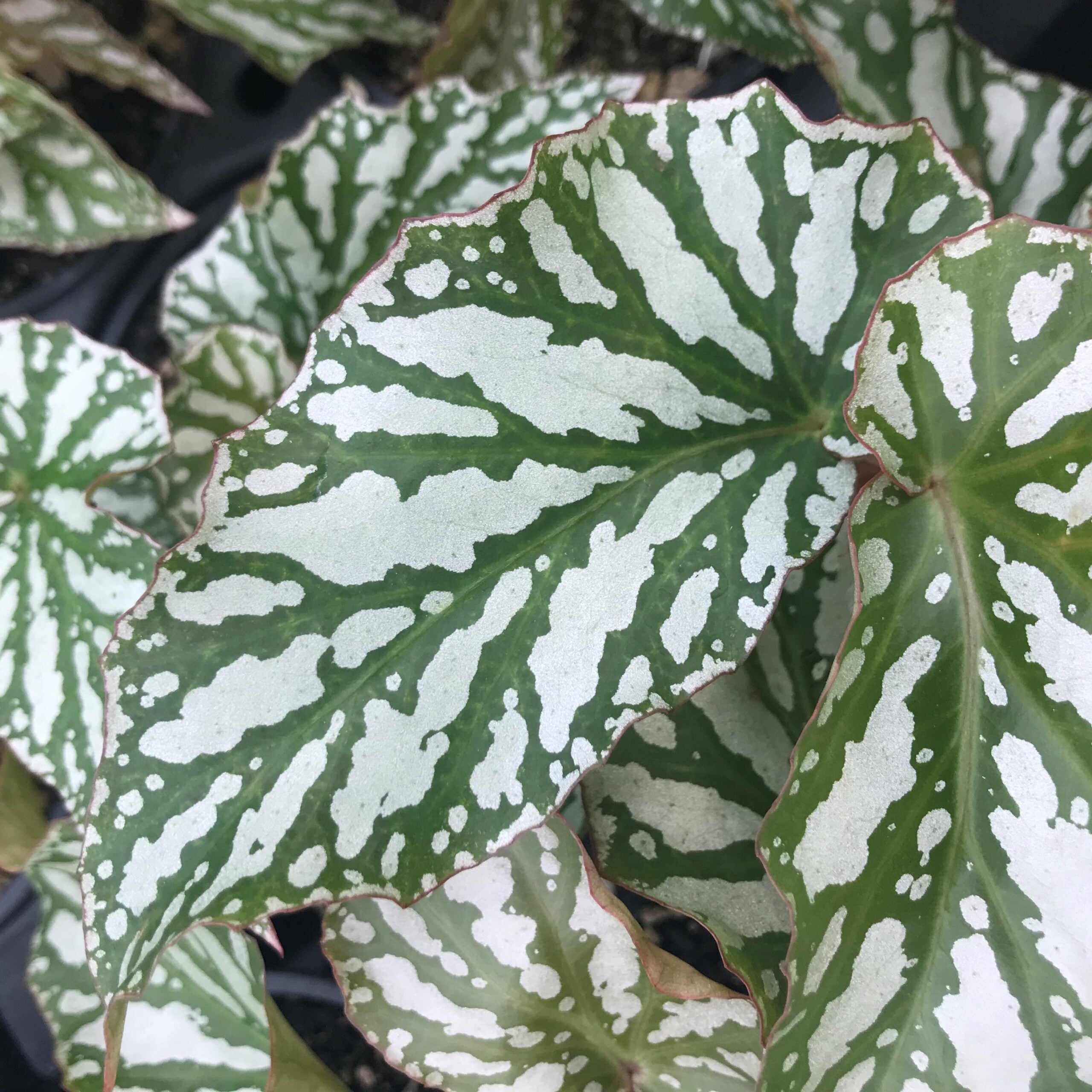 Begonia 'Ice Capades' - Angel Wing Begonia (4.5" Pot) - Image 2