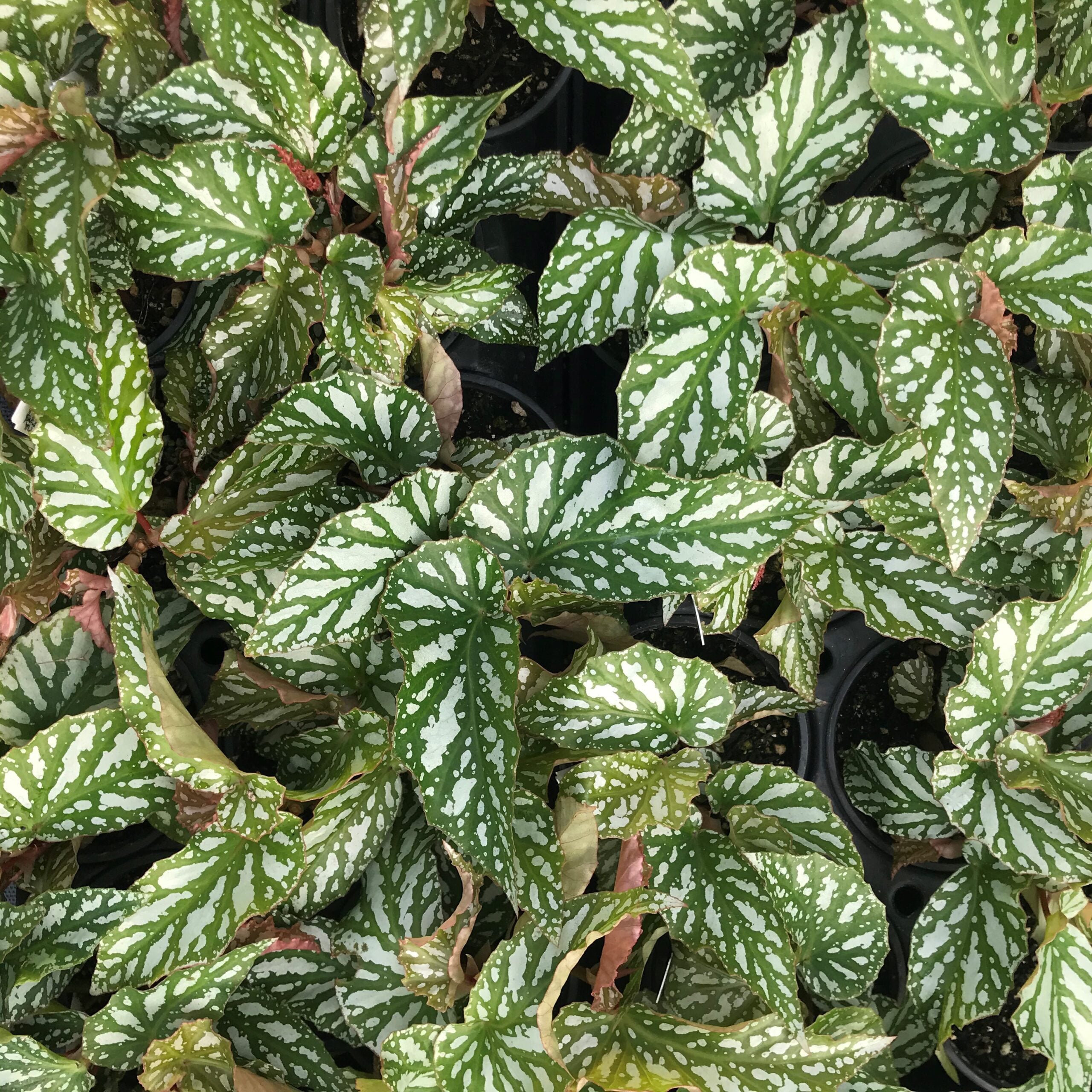 Begonia 'Ice Capades' - Angel Wing Begonia (4.5" Pot) - Image 6