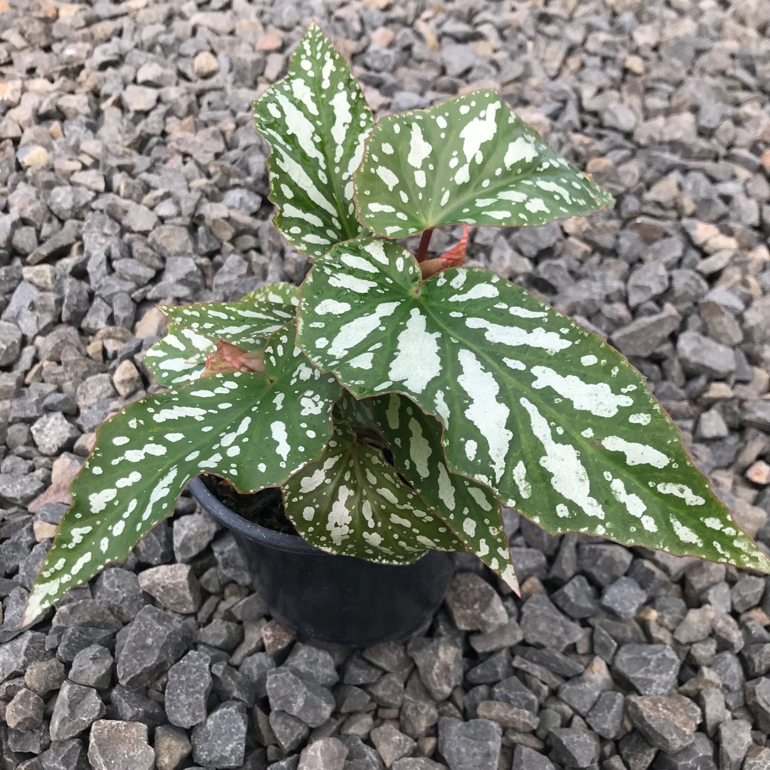 Begonia 'Ice Capades' - Angel Wing Begonia (4.5" Pot) - Image 3