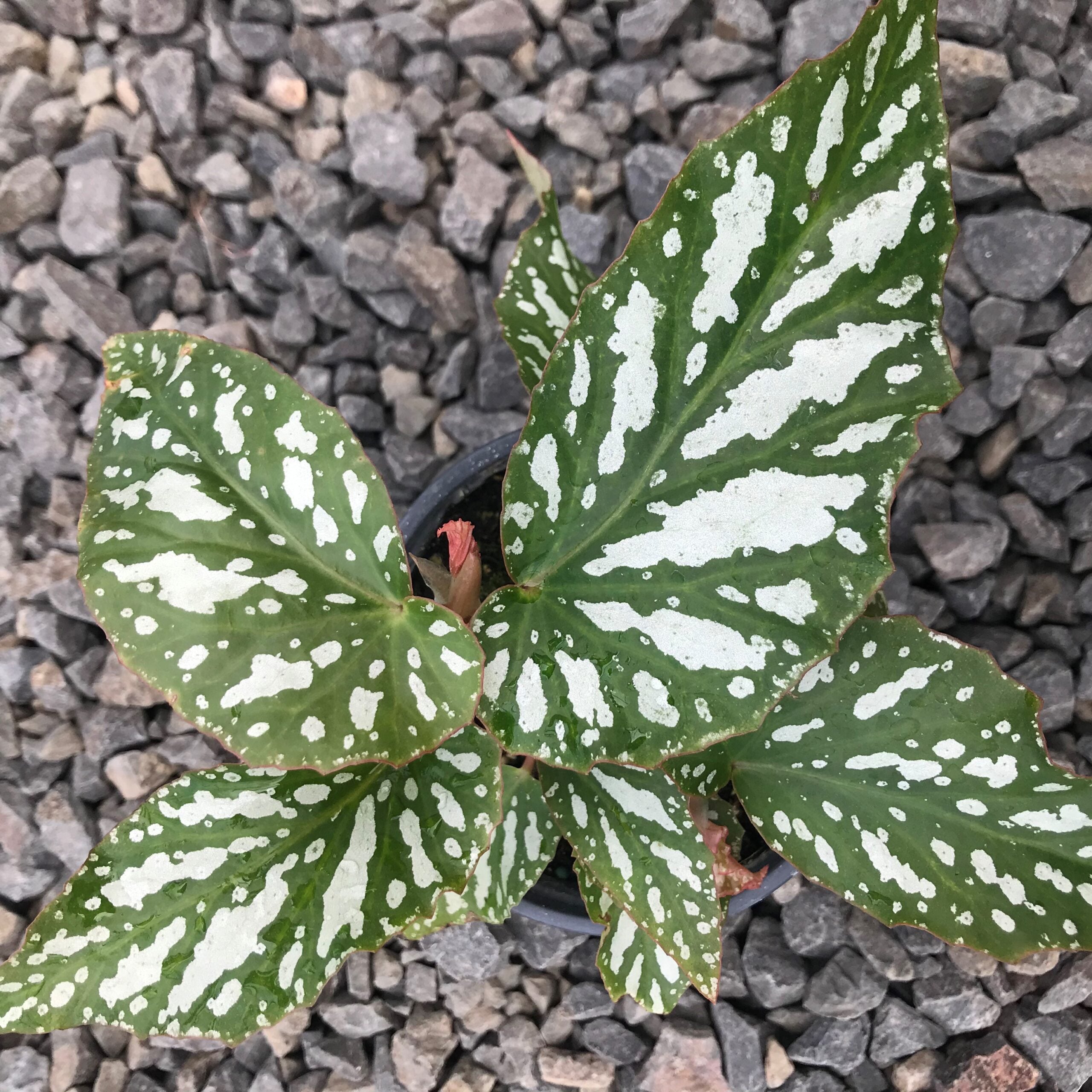Begonia 'Ice Capades' - Angel Wing Begonia (4.5" Pot) - Image 5