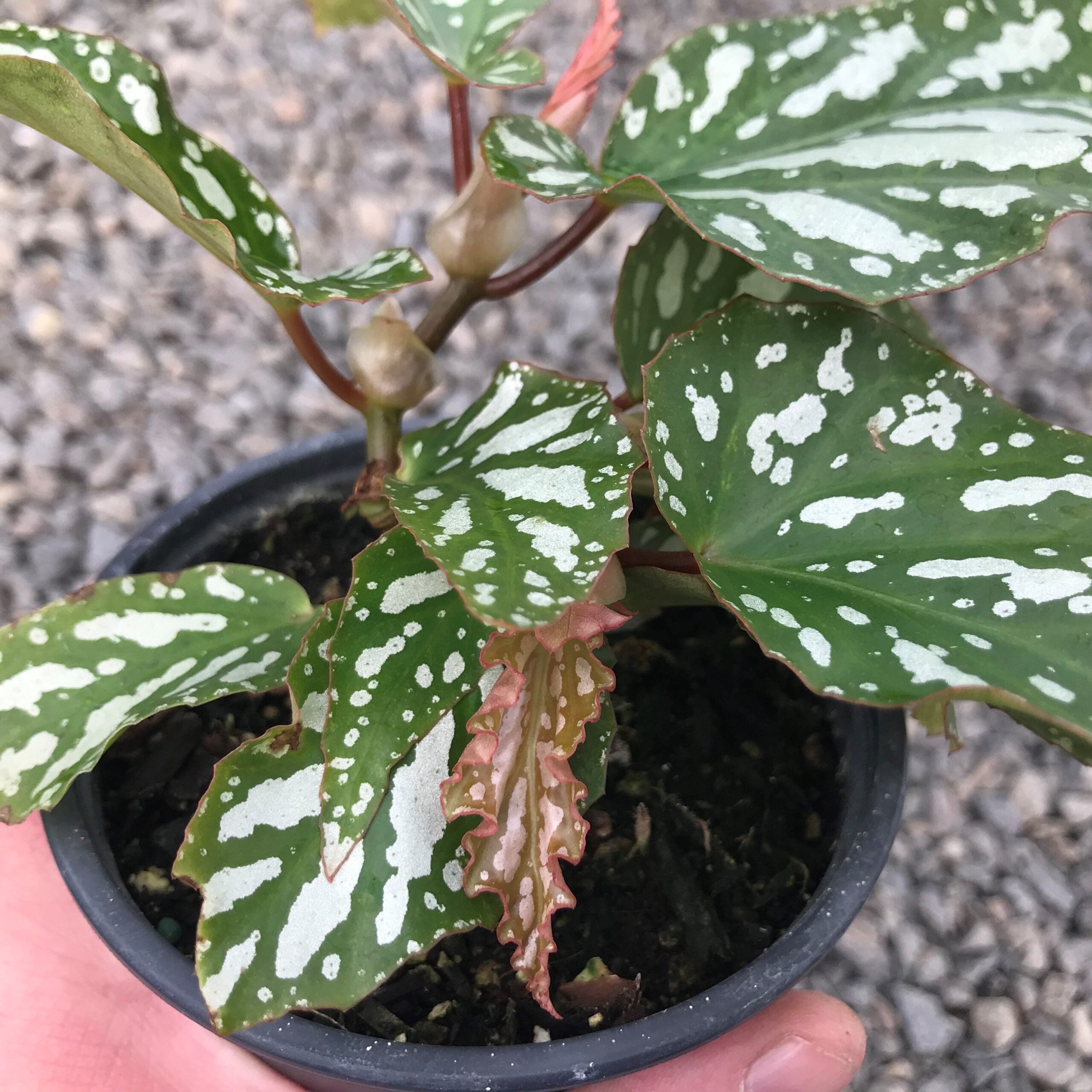 Begonia 'Ice Capades' - Angel Wing Begonia (4.5" Pot) - Image 4