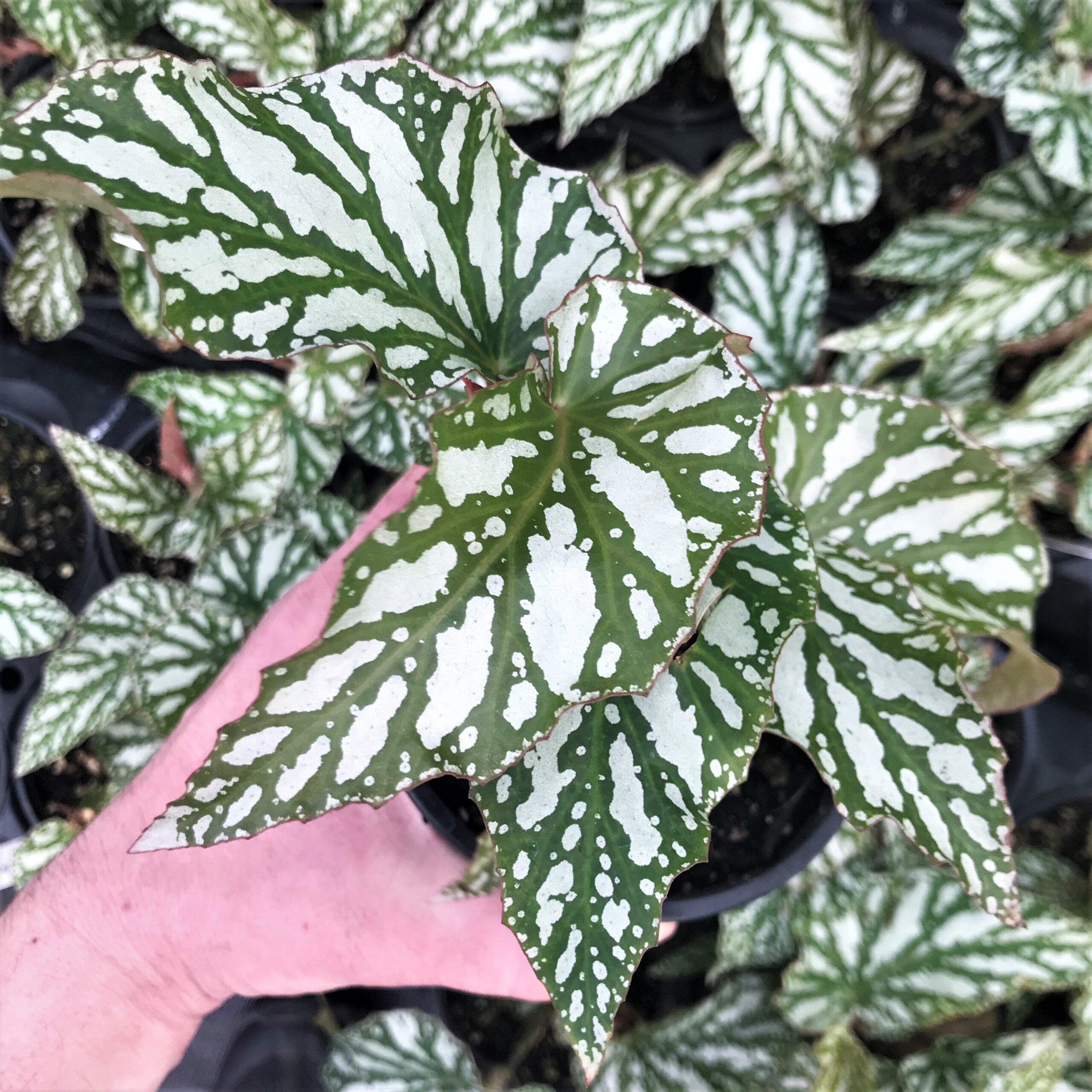 Begonia 'Ice Capades' - Angel Wing Begonia (4.5" Pot)