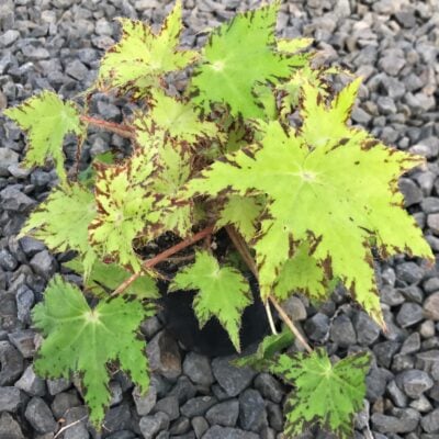 Begonia 'Phoe's Cleo' - Rhizomatous Begonia (4.5" Pot)