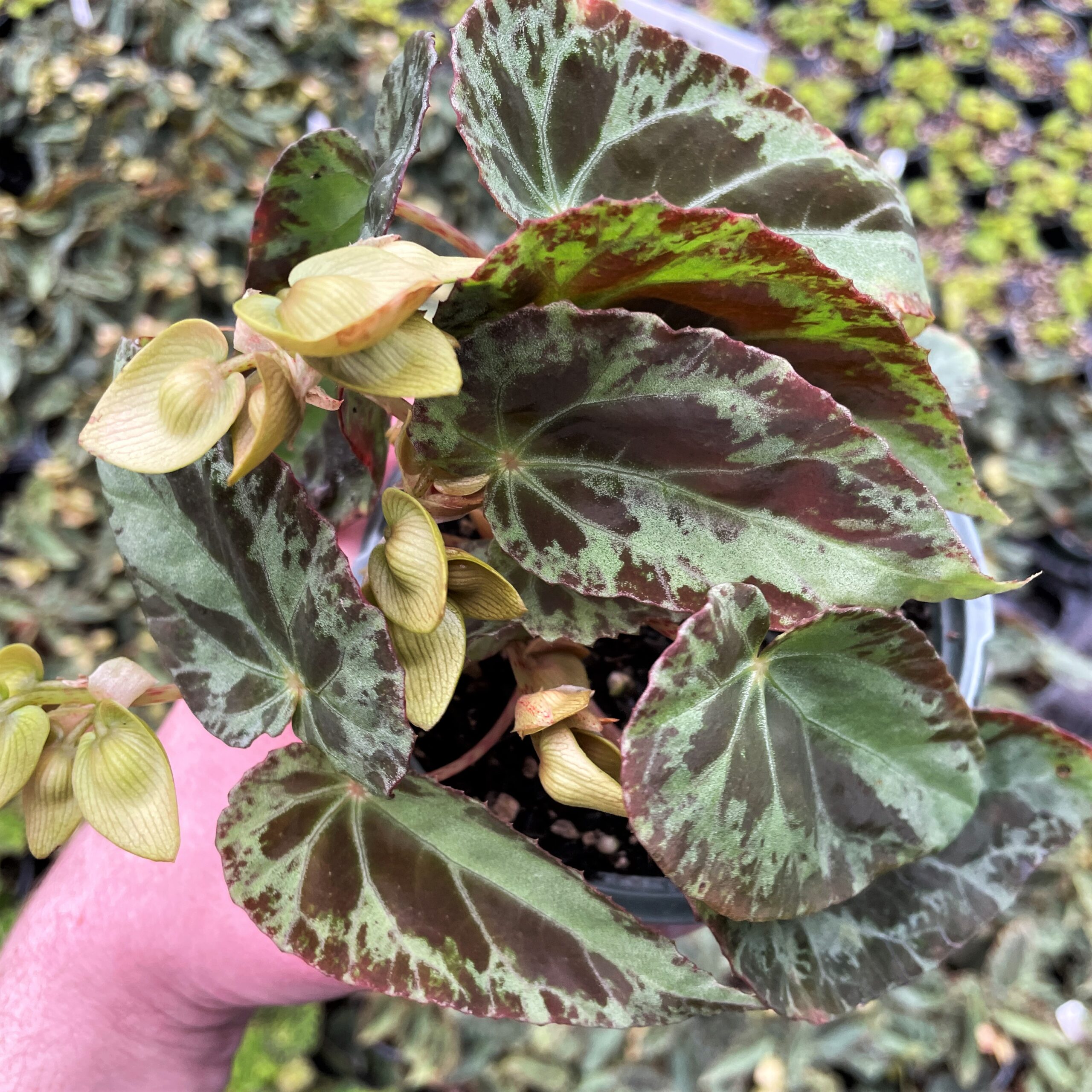 Begonia burkillii (4.5" Pot) - Image 4