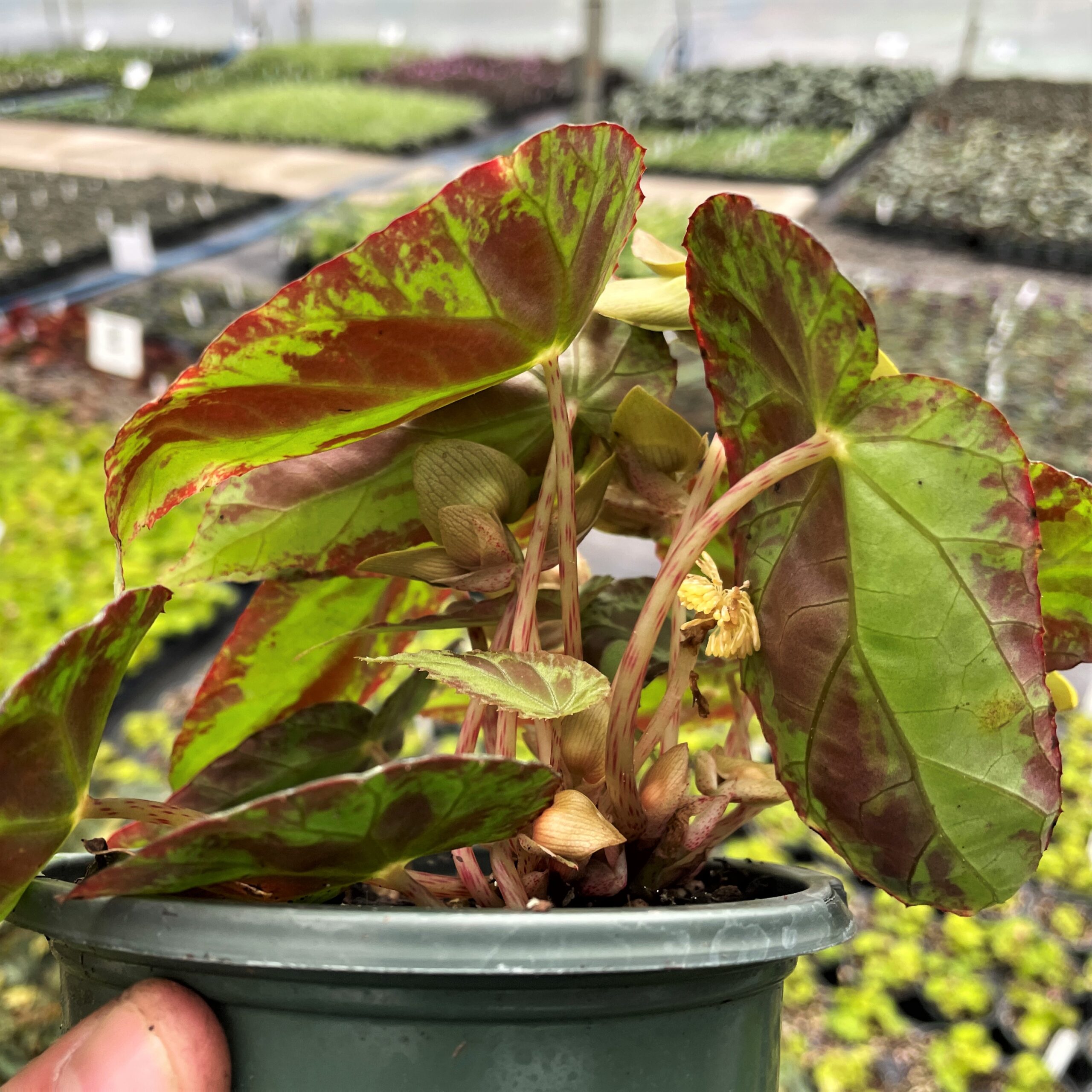Begonia burkillii (4.5" Pot) - Image 6