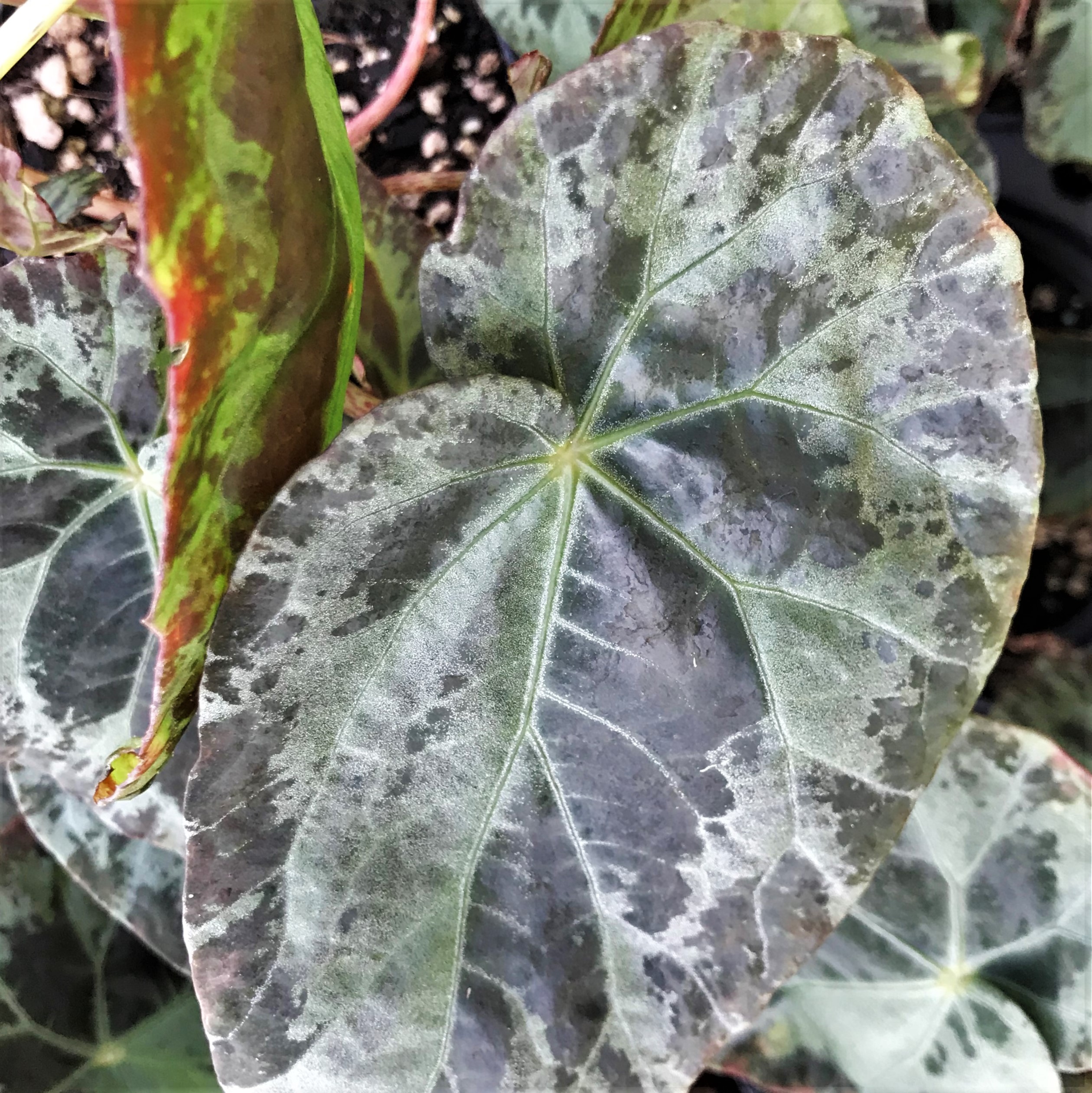 Begonia burkillii (4.5" Pot) - Image 3