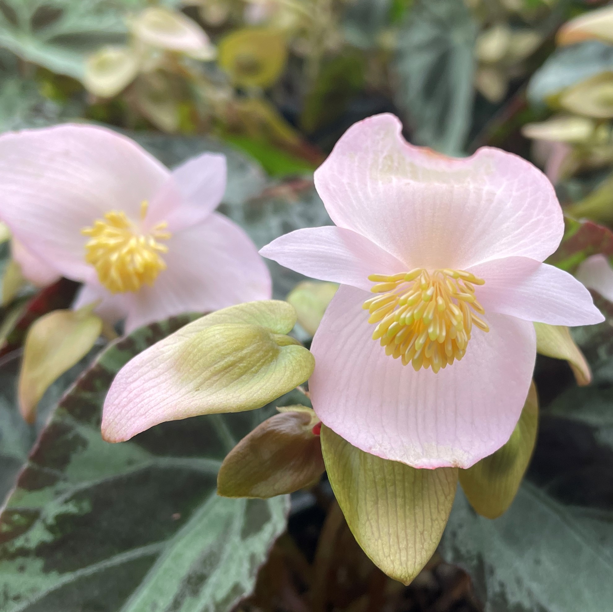 Begonia burkillii (4.5" Pot) - Image 2