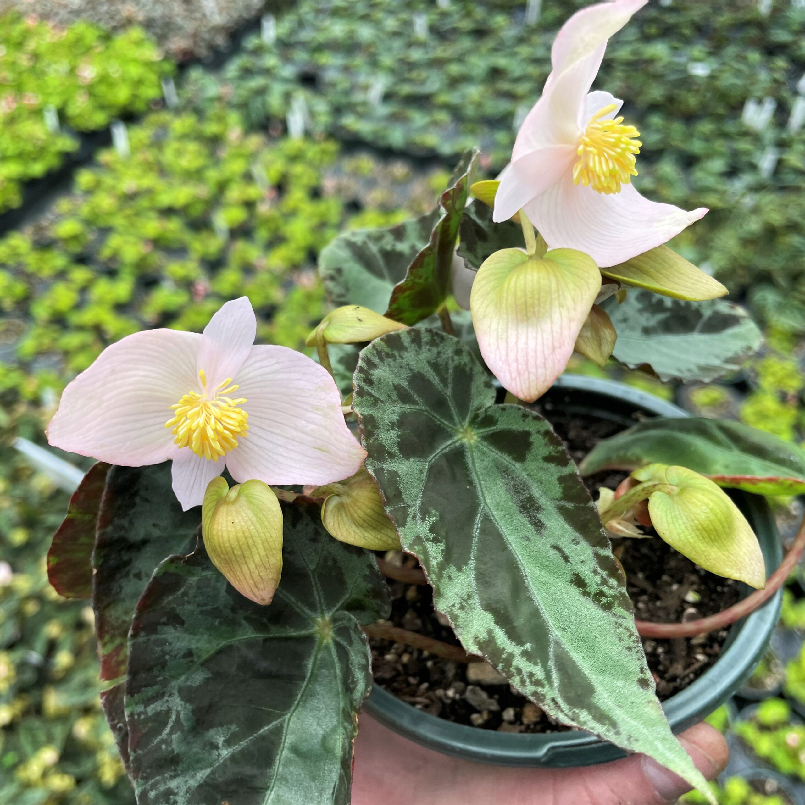 Begonia burkillii (4.5" Pot)