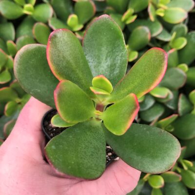 Crassula ovata 'New Sunset' - Golden Jade Tree