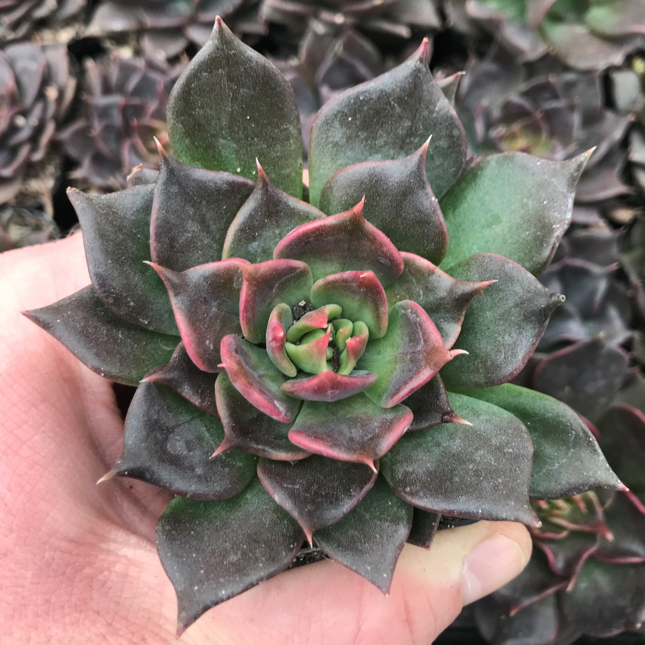 Echeveria 'Black Prince' (2" Pot) | Little Prince of Oregon Nursery