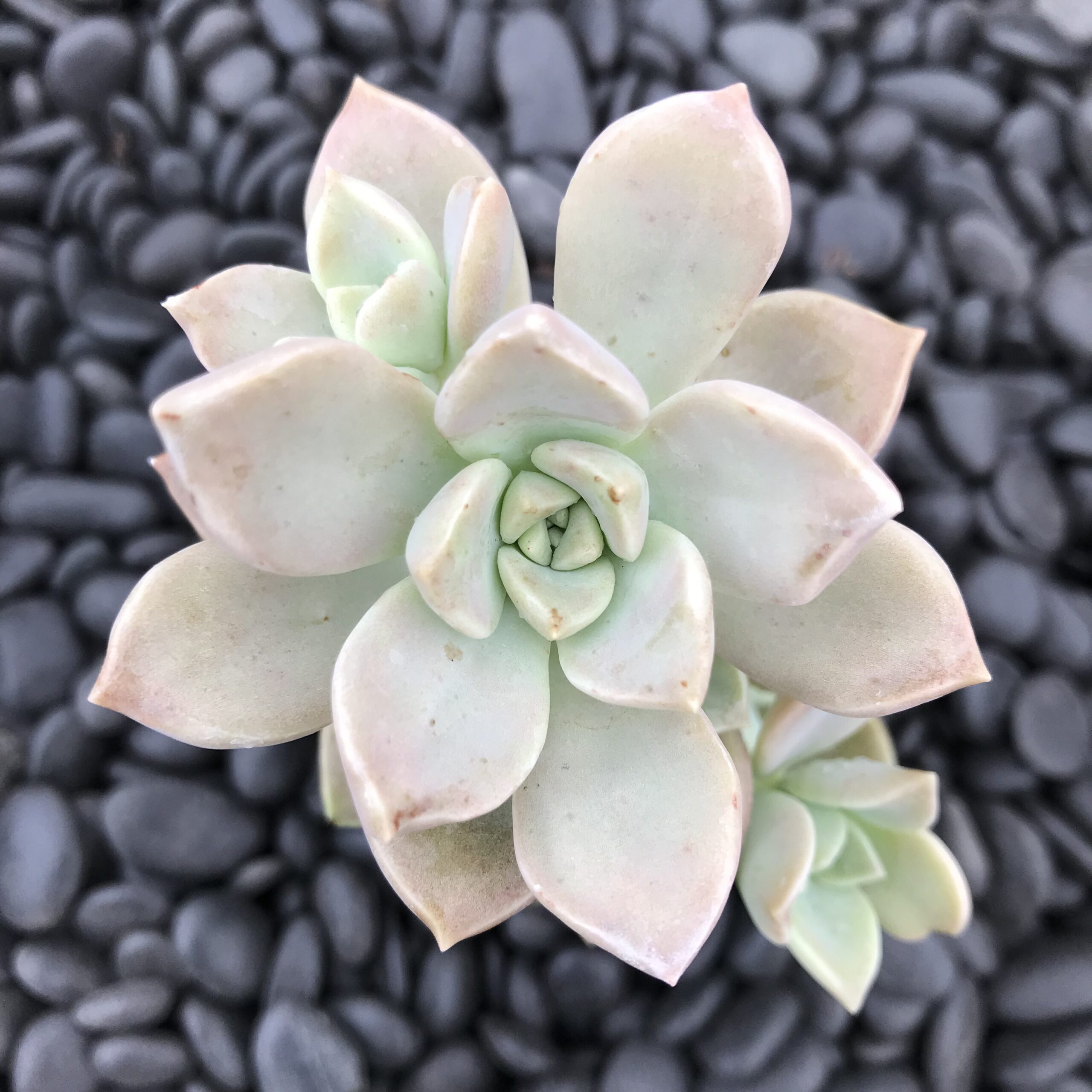 Graptophyllum 'Ghost Plant' (2" Pot) | Little Prince of Oregon Nursery