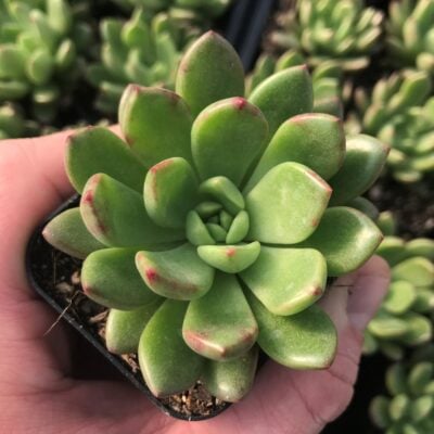 Graptoveria 'Bashful' (2" Pot)