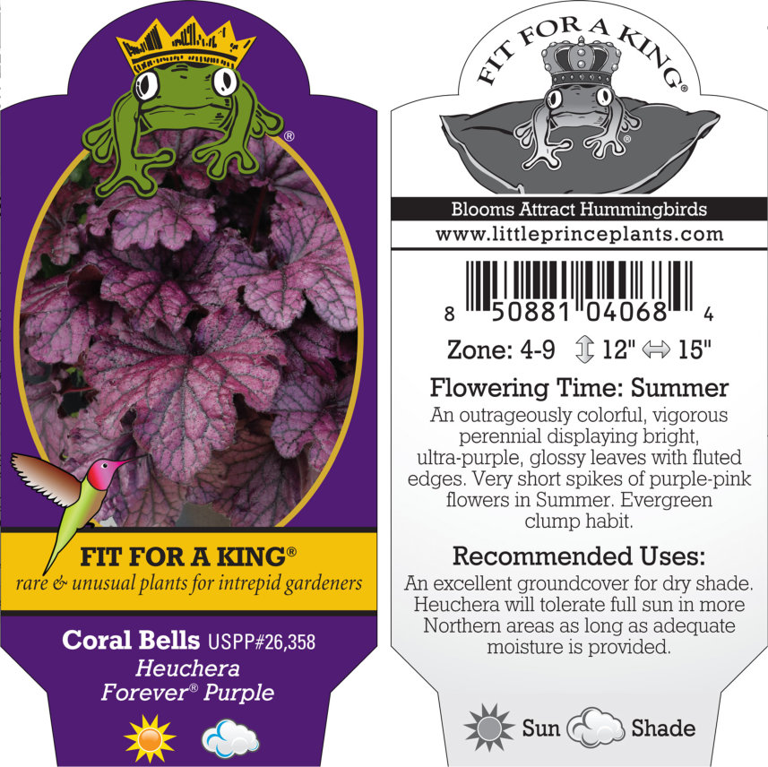 Heuchera Forever® Purple - Coral Bells USPP #26,358 (4.5" Pot) - Image 2