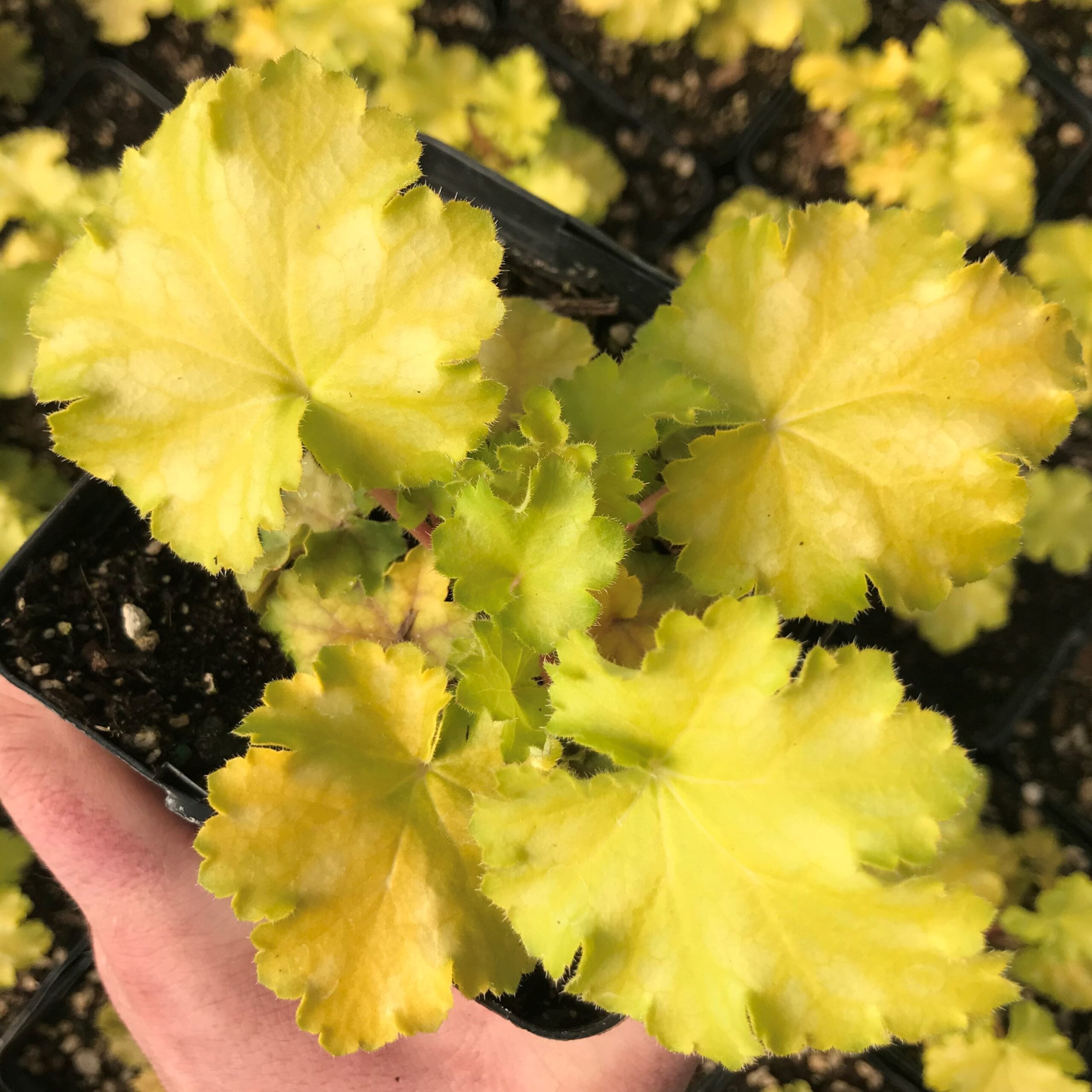 Heuchera Lemon Supreme - Coral Bells USPP #30,843 (4.5" Pot)