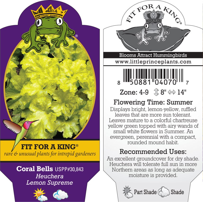 Heuchera Lemon Supreme - Coral Bells USPP #30,843 (4.5" Pot) - Image 2