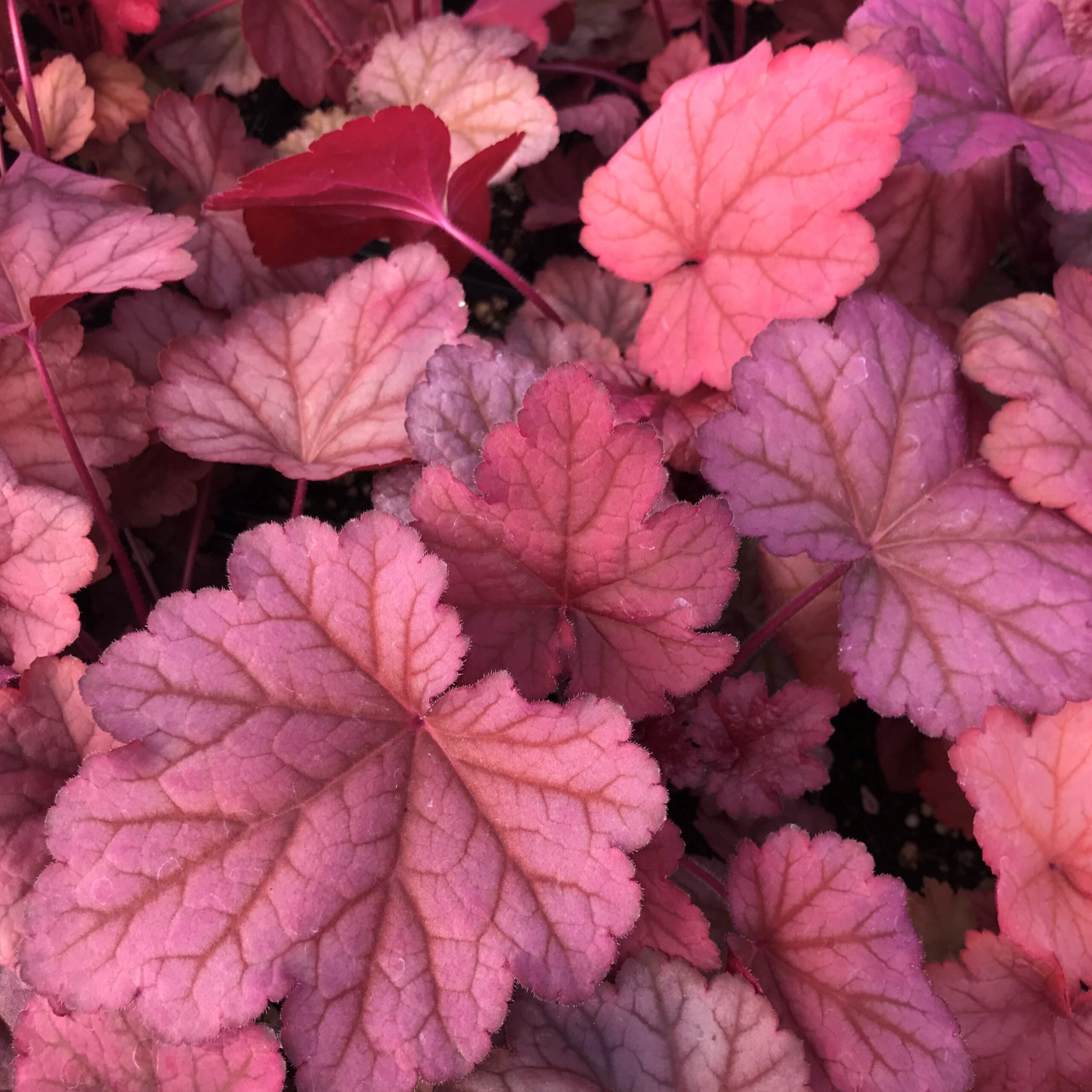 Heuchera x 'Georgia Peach' - Coral Bells USPP #19,375 (4.5" Pot) - Image 2