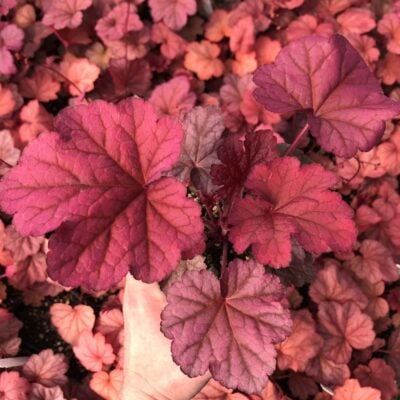 Heuchera x 'Georgia Peach' - Coral Bells USPP #19,375 (4.5" Pot)