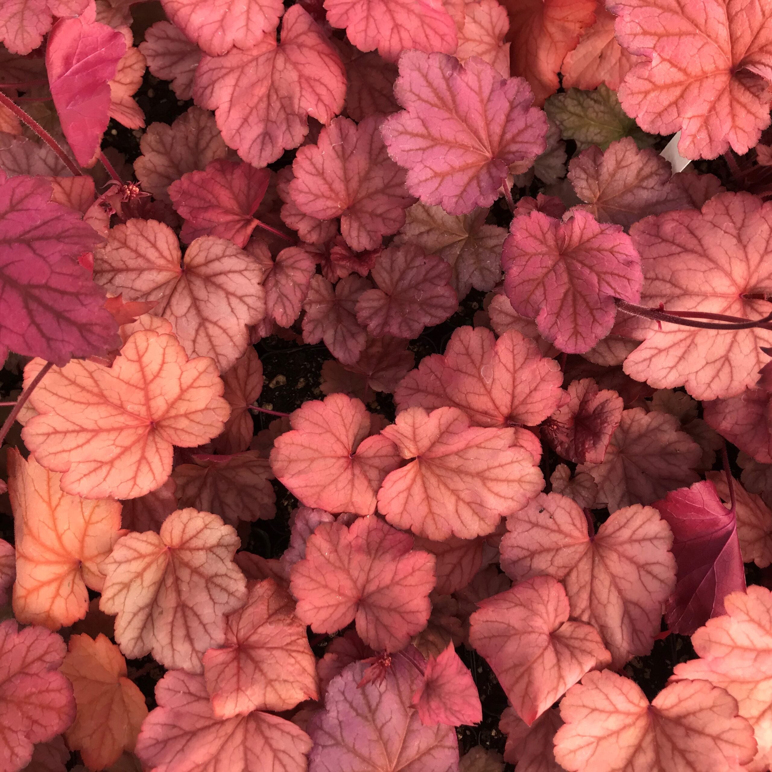 Heuchera x 'Georgia Peach' - Coral Bells USPP #19,375 (4.5" Pot) - Image 3