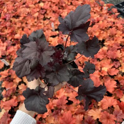 Heuchera x 'Obsidian'