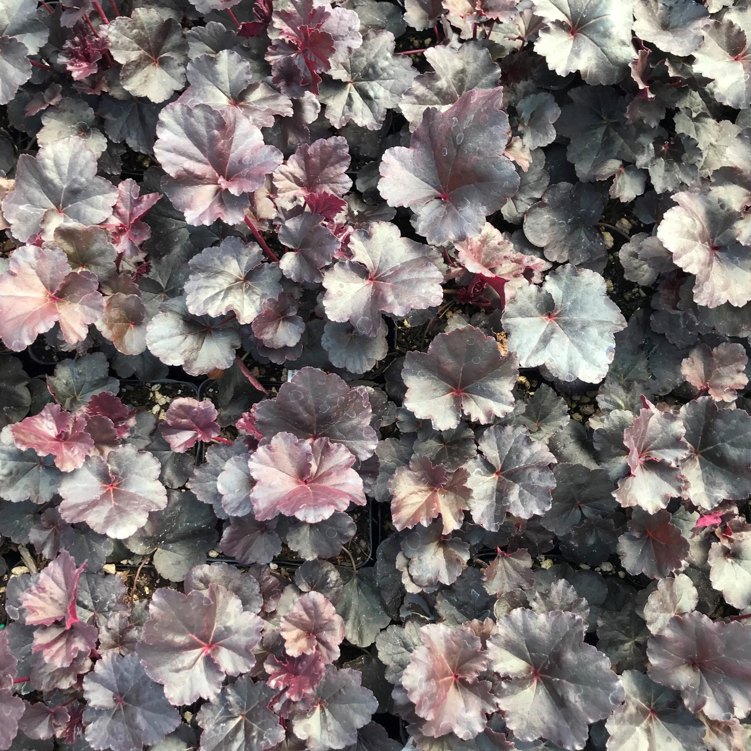 Heuchera x 'Obsidian' - Coral Bells USPP #14,836 (4.5" Pot) - Image 3