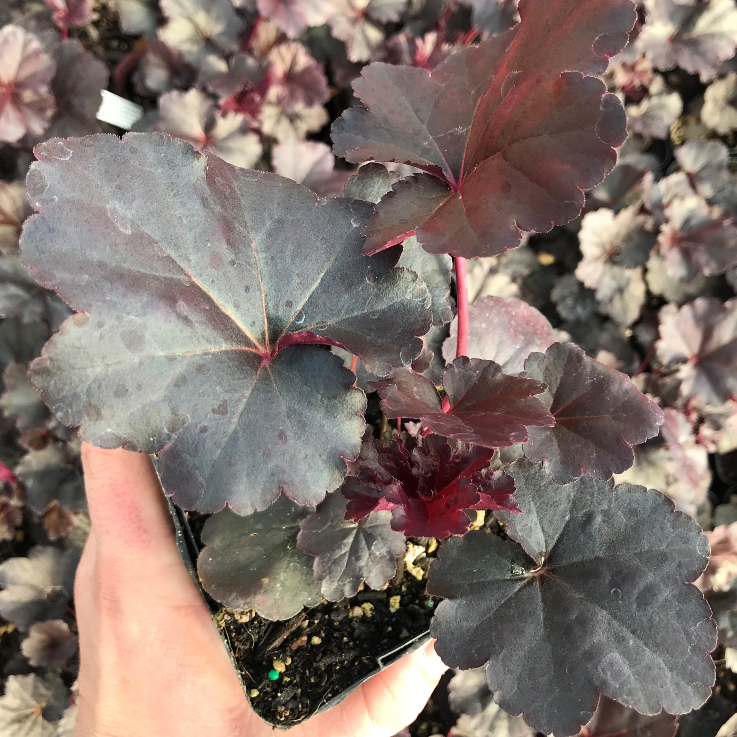 Heuchera x 'Obsidian' - Coral Bells USPP #14,836 (4.5" Pot) - Image 2