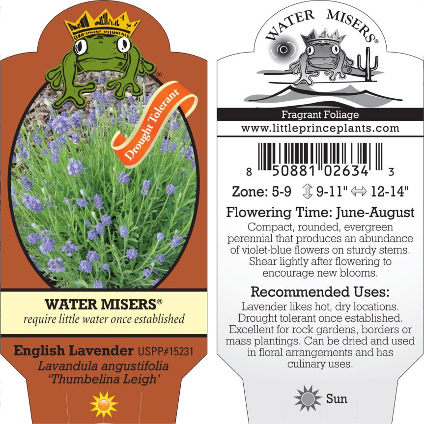 Lavandula angustifolia 'Thumbelina Leigh' - English Lavender USPP