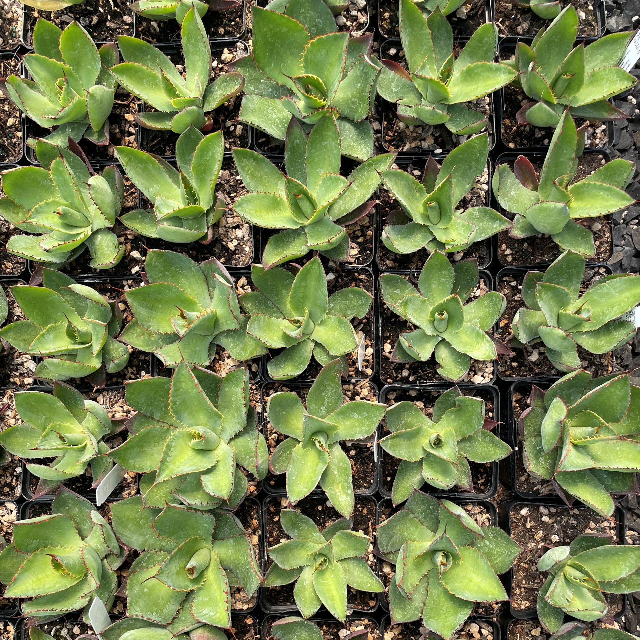 ausgewachsene aloe vera pflanze kaufen Aloe Vera - Barbadensis miller