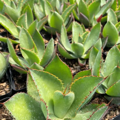 Agave bovicornuta - Cow Horn Century Plant (4.5" Pot) | Little Prince of  Oregon Nursery