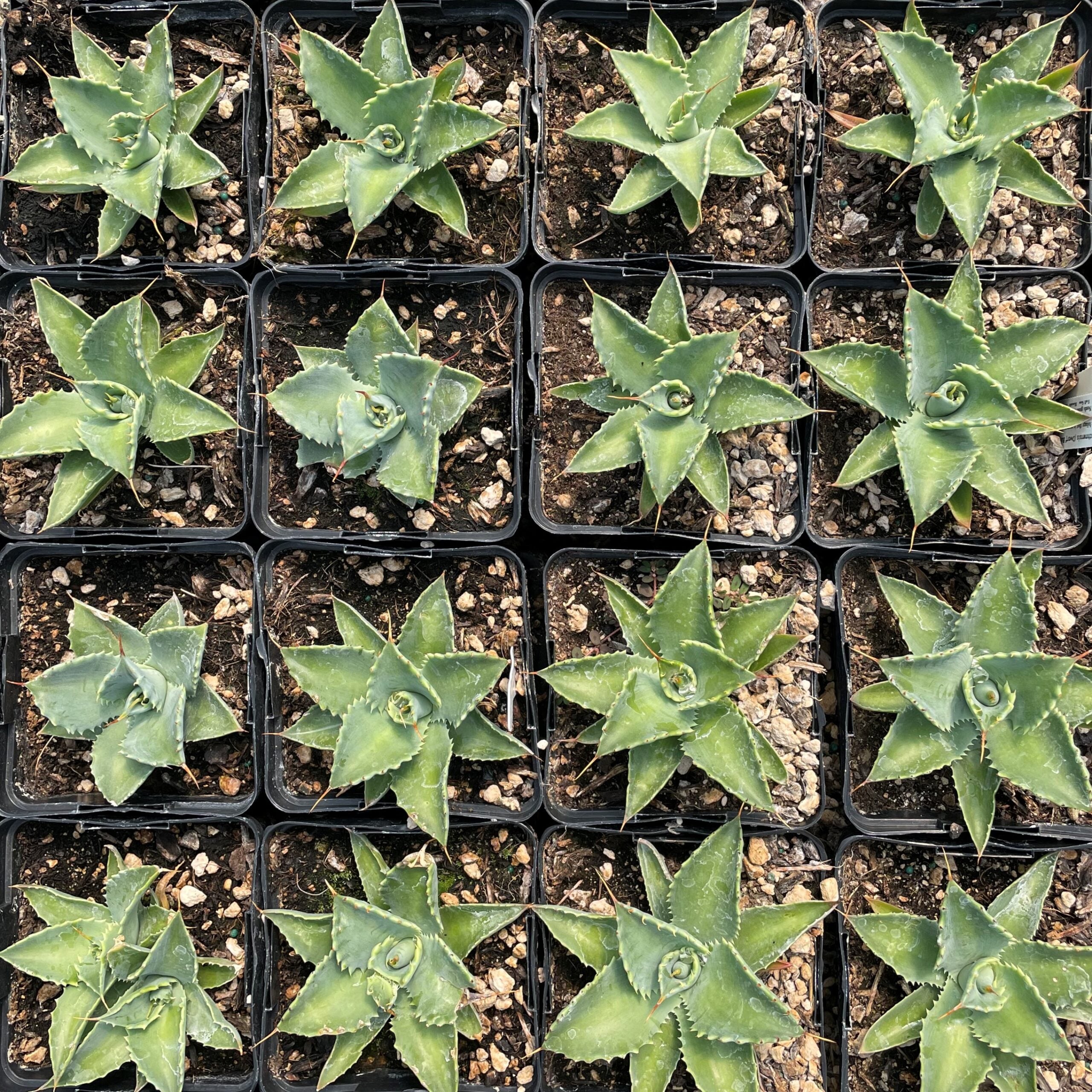 Agave isthmensis - Dwarf Butterfly Agave (4.5" Pot) - Image 4