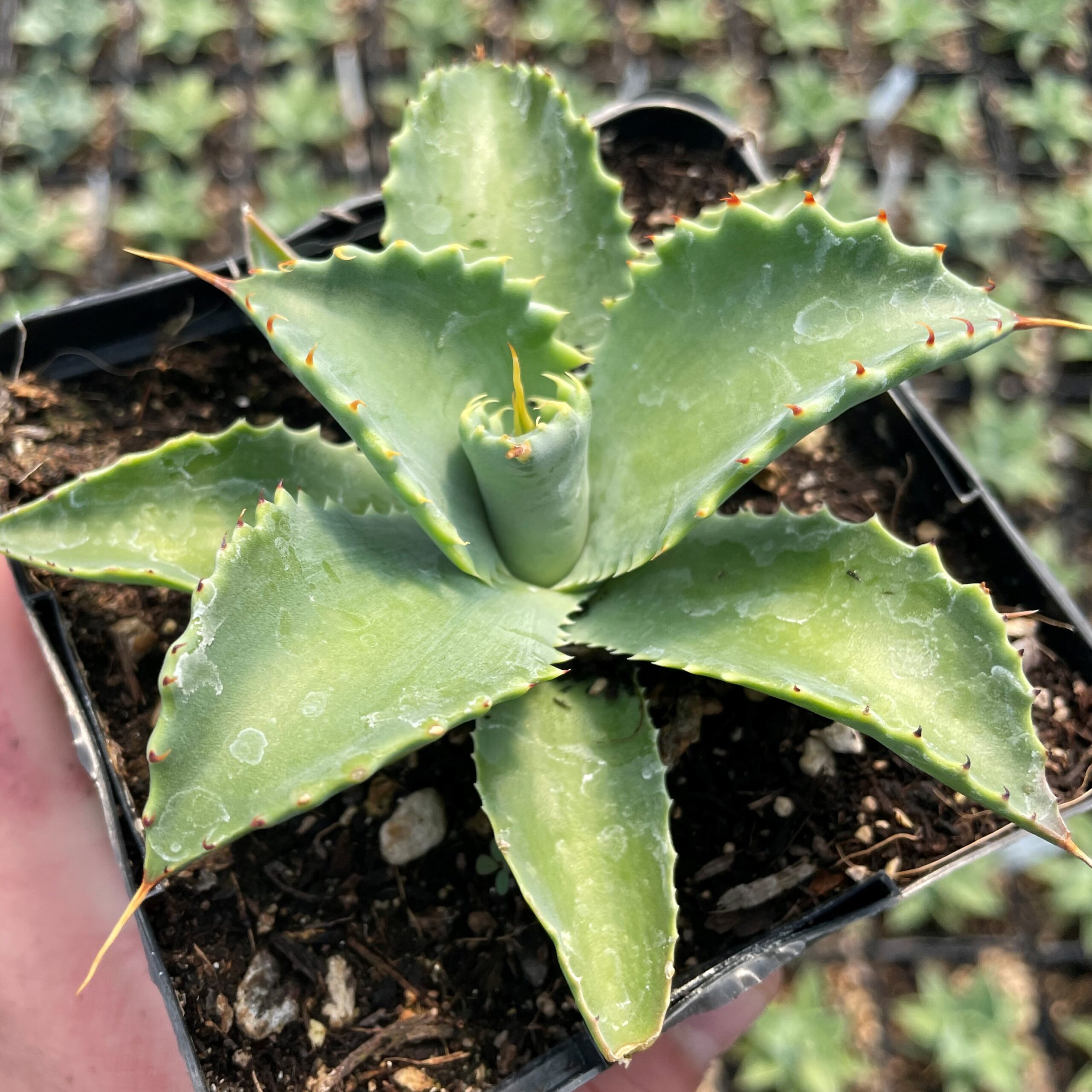 Agave isthmensis - Dwarf Butterfly Agave (4.5" Pot) - Image 3