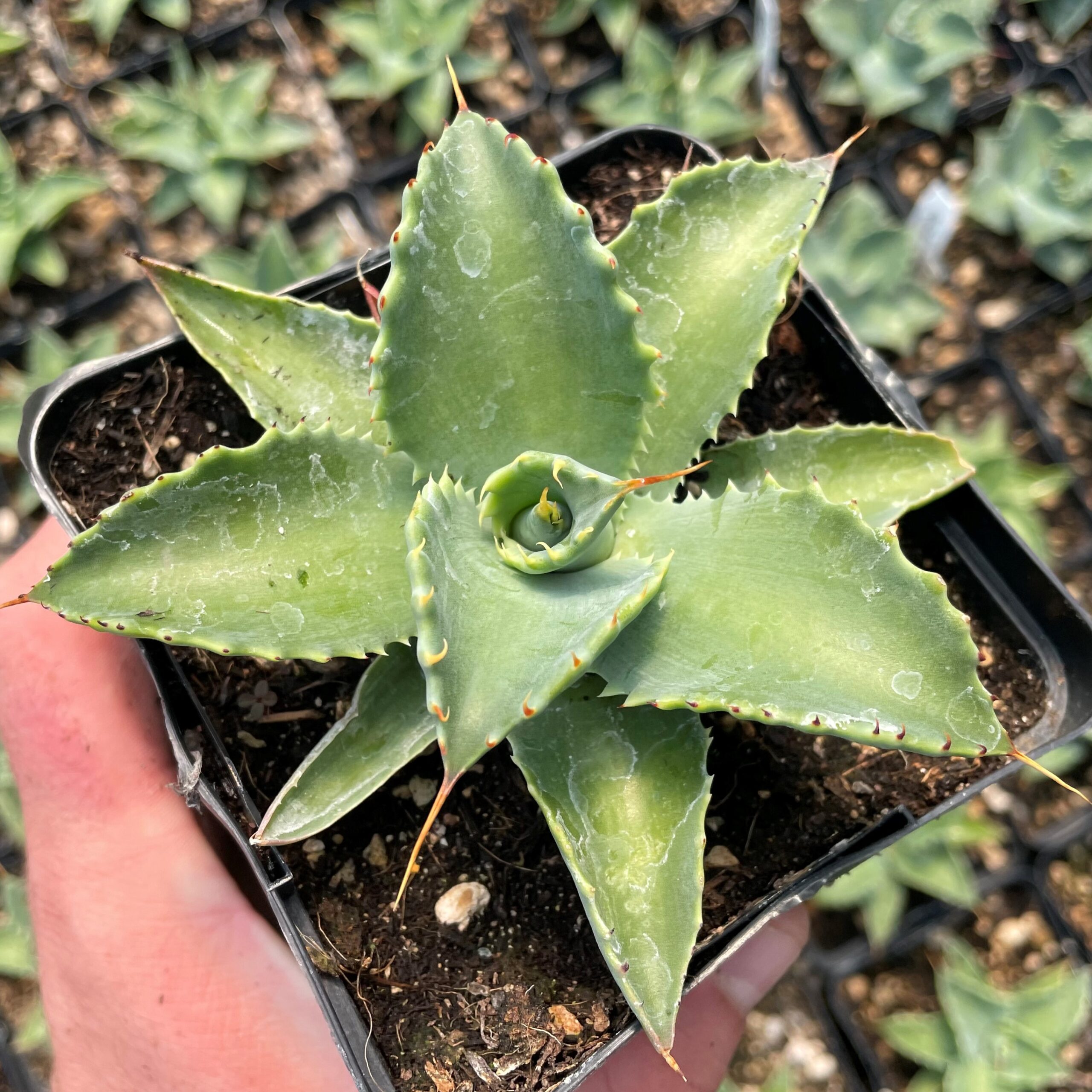 Agave isthmensis - Dwarf Butterfly Agave (4.5" Pot)