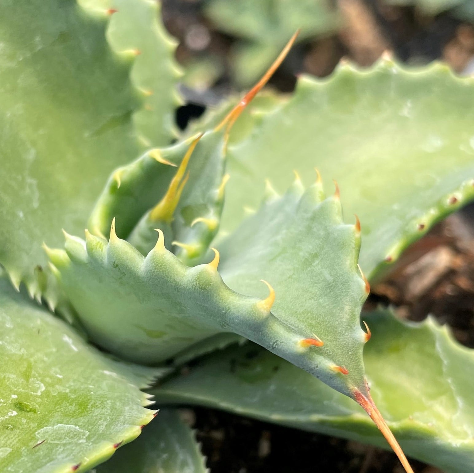 Agave isthmensis - Dwarf Butterfly Agave (4.5" Pot) - Image 2